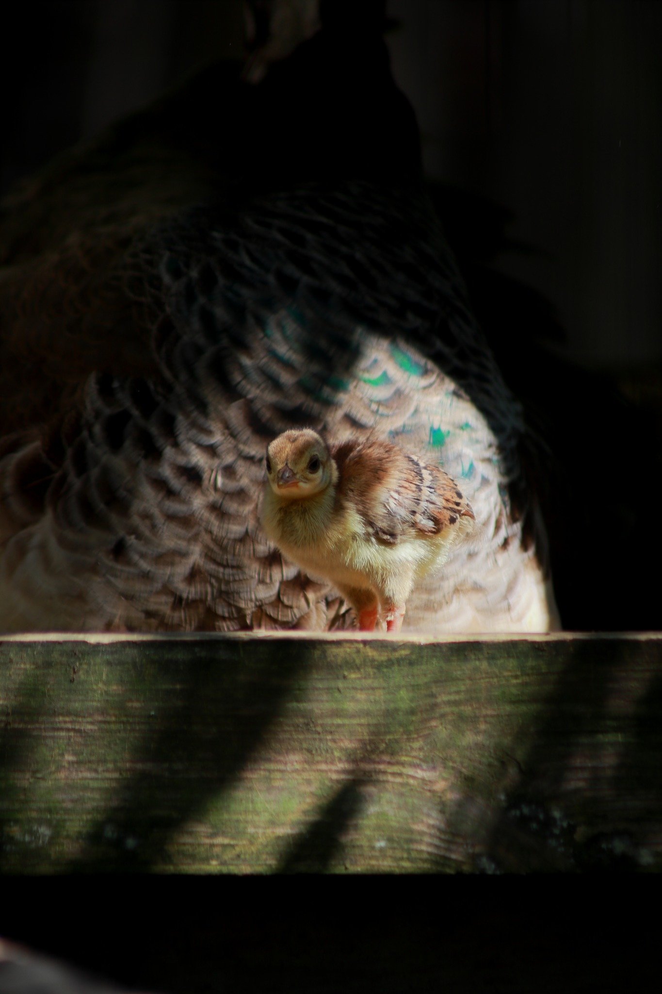 Newborn Peachick
