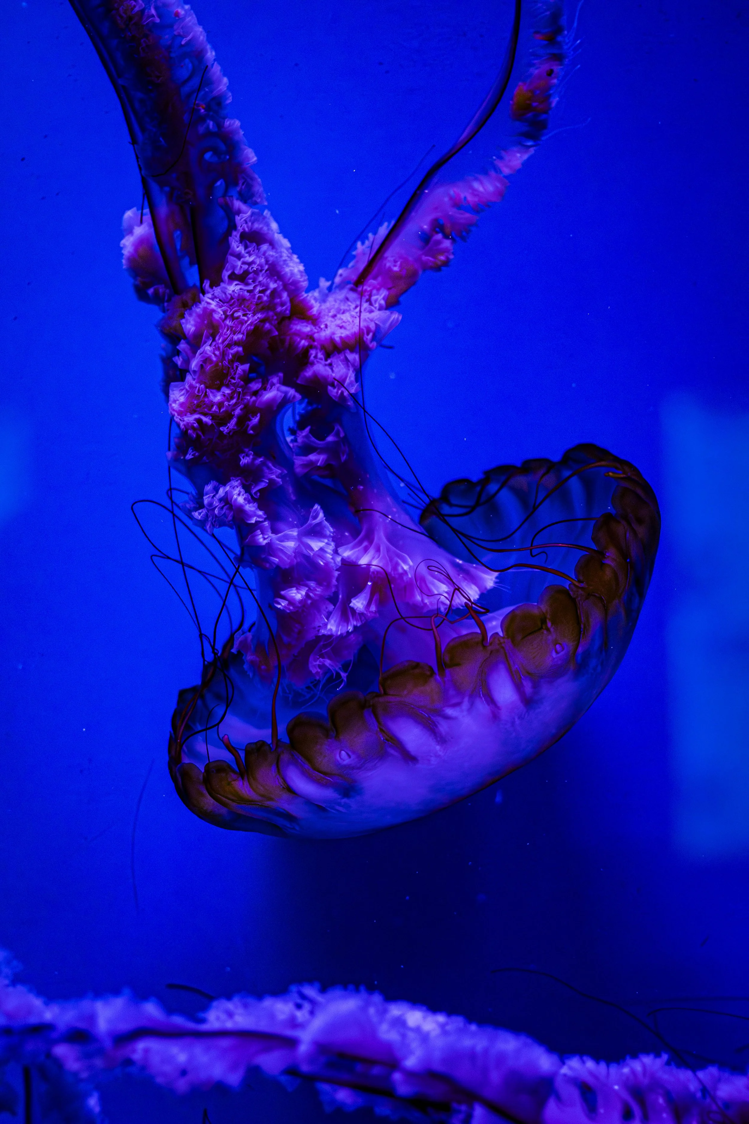 Jellyfish #3.jpg