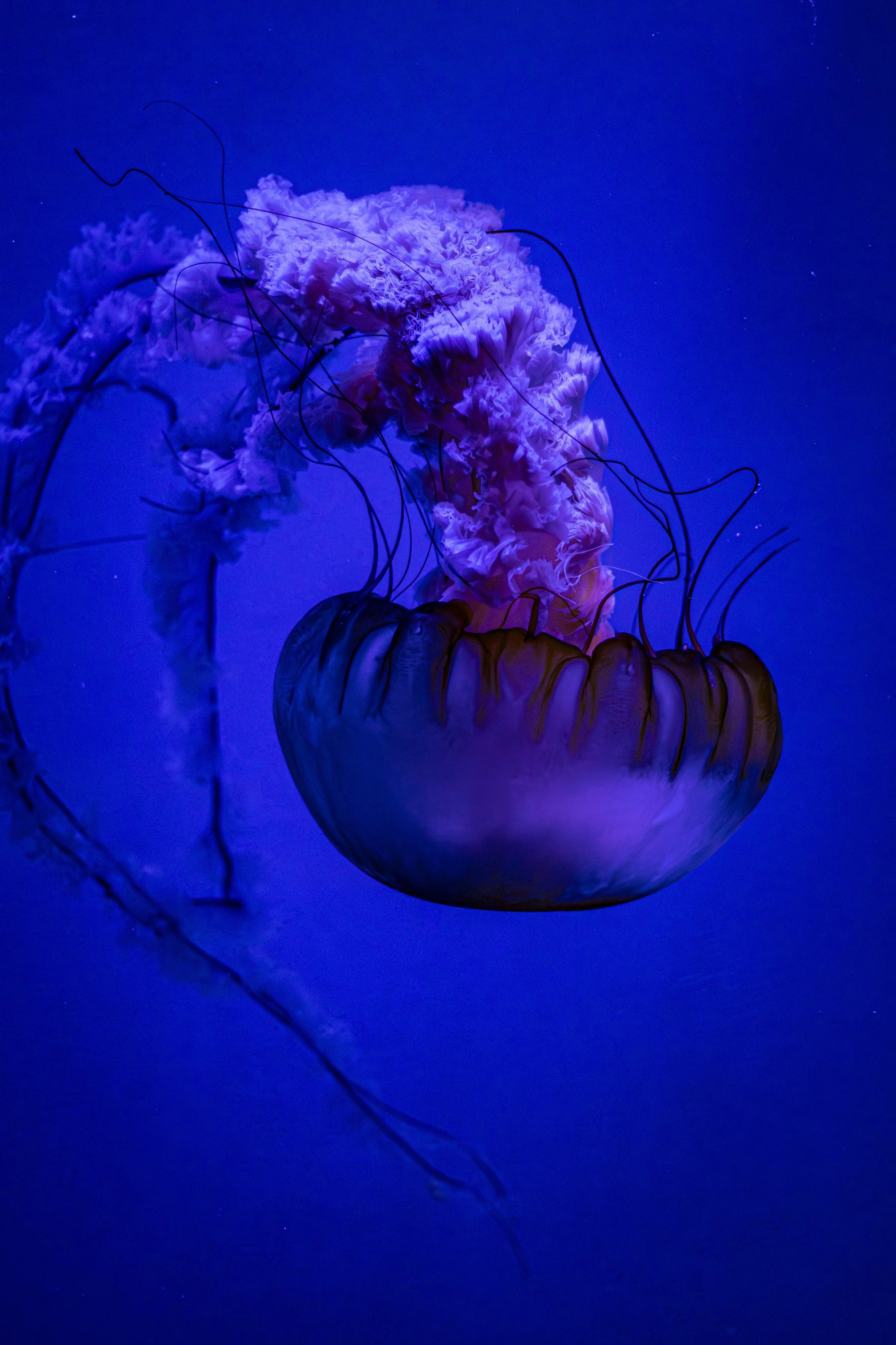Chrysaora Fuscescens - Sea Nettle