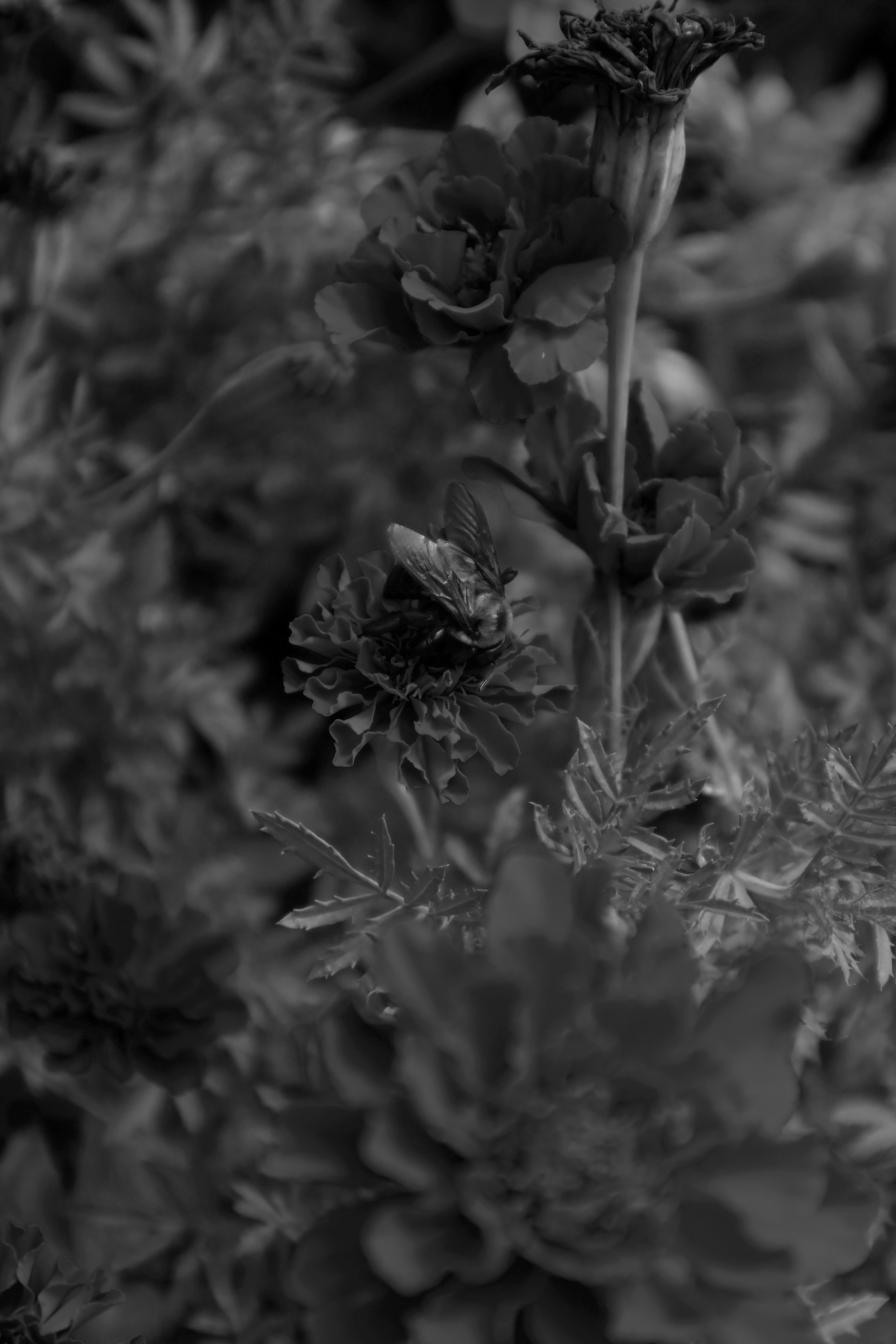 Carpenter Bee Monochrome.png