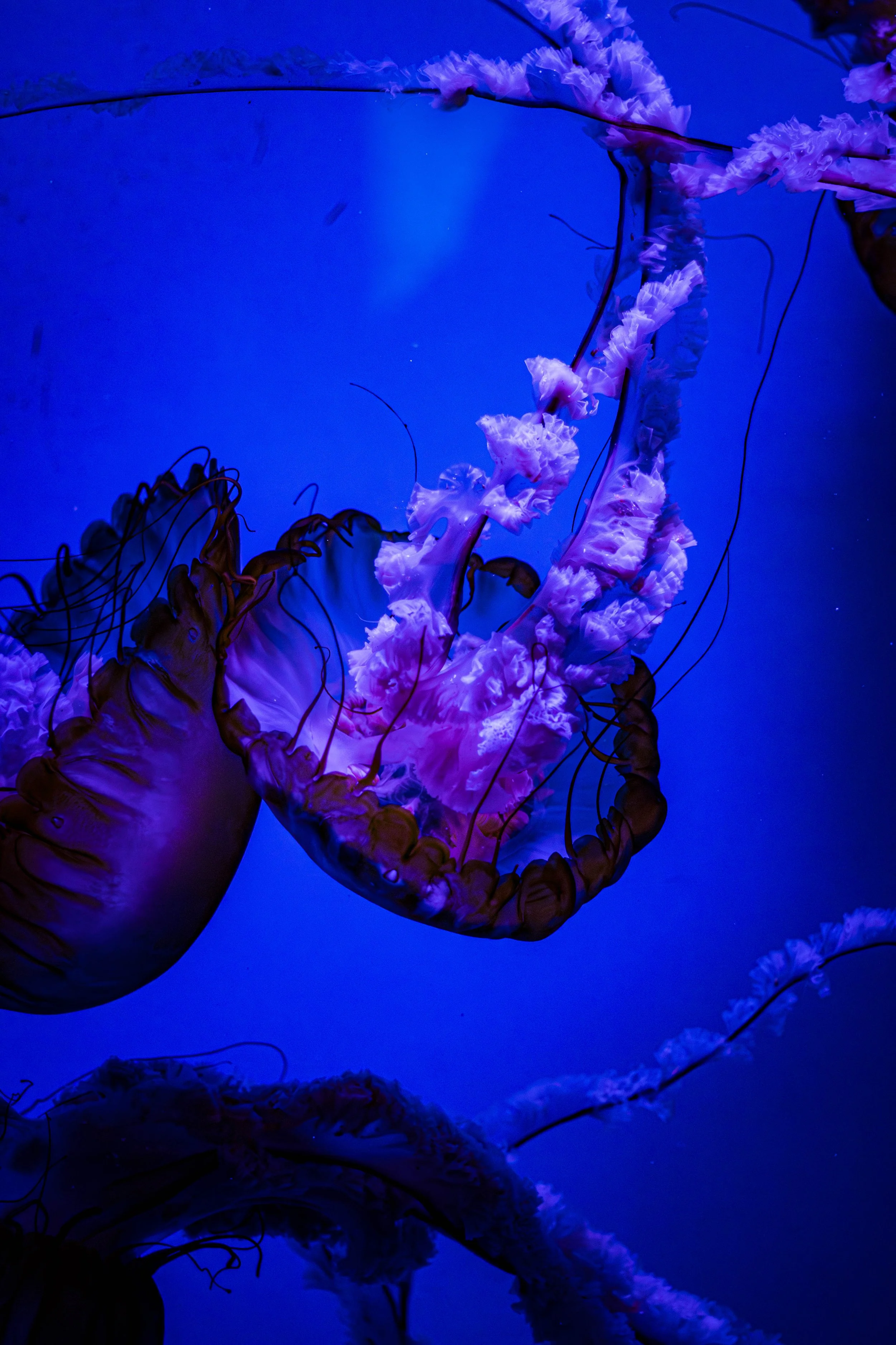 Jellyfish #2.jpg