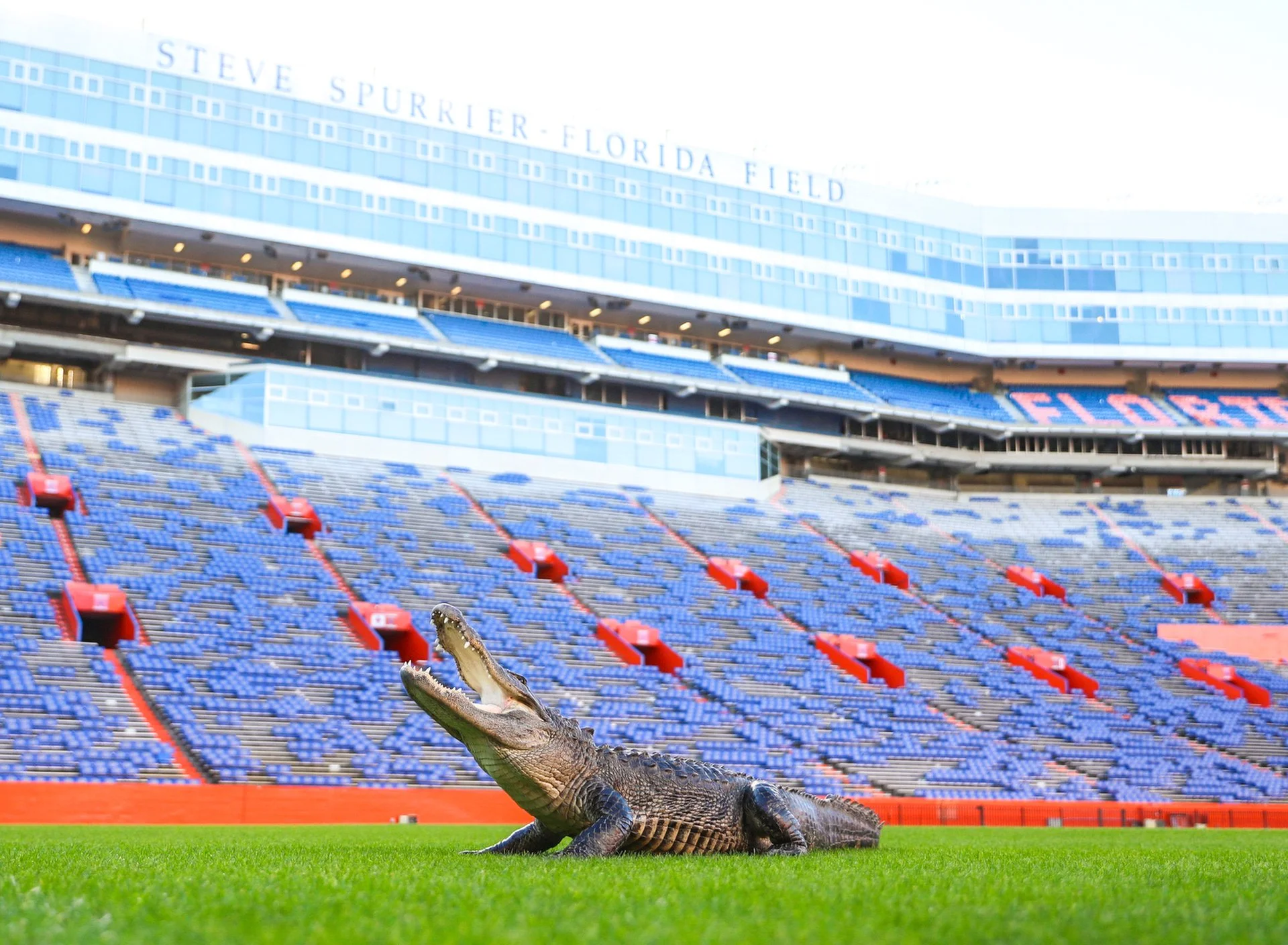 Alligator_231218_7181_AshleyRay.jpg