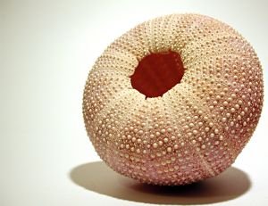 515586_sea_urchin.jpg