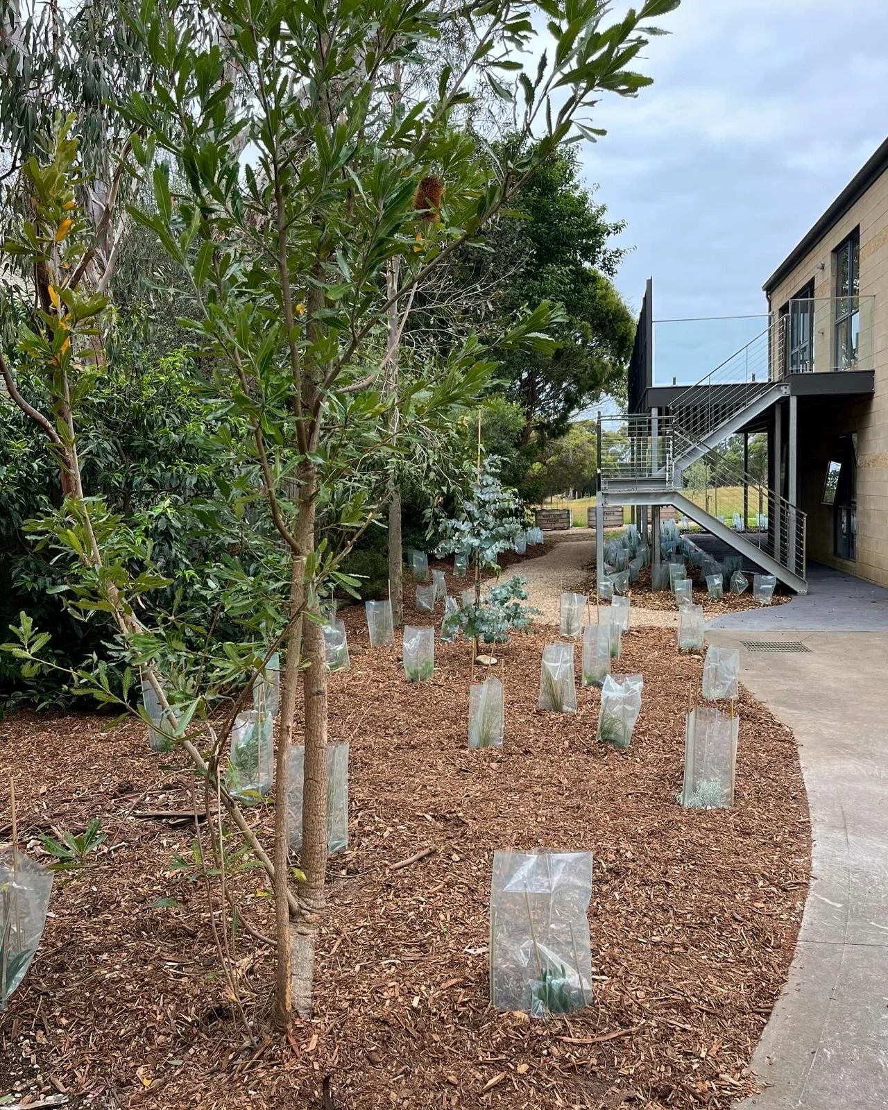 Sustainable Native Landscape Design - Native Garden Design - Australian ...