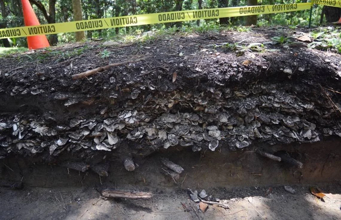 Shell Ring dig 7.jpeg