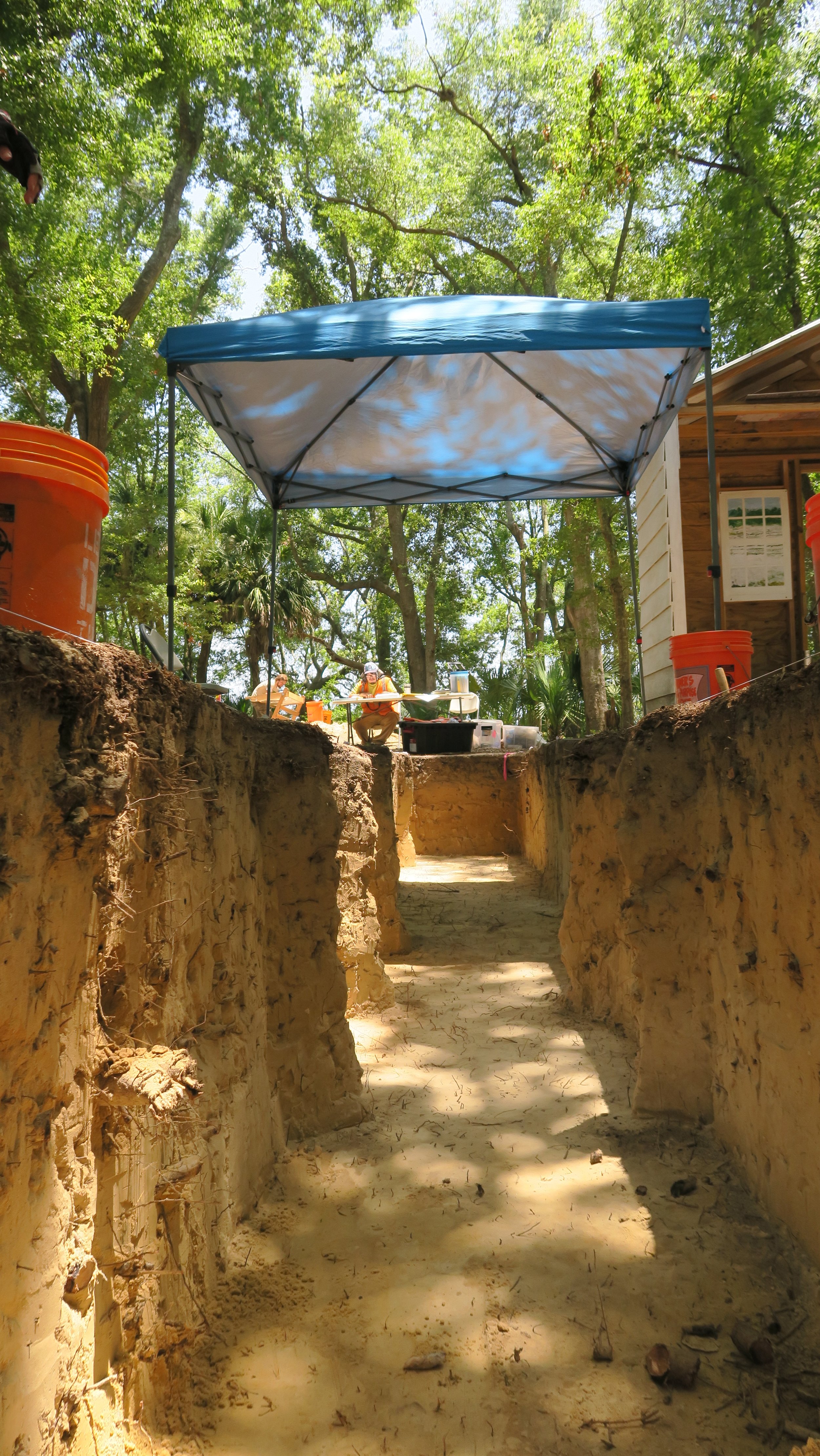The view from the bottom of an excavation trench. Dark soil layers the top and it transitions to a light sand at the bottom. Large live oaks shade the area. Buckets of soil line the trench on top. 