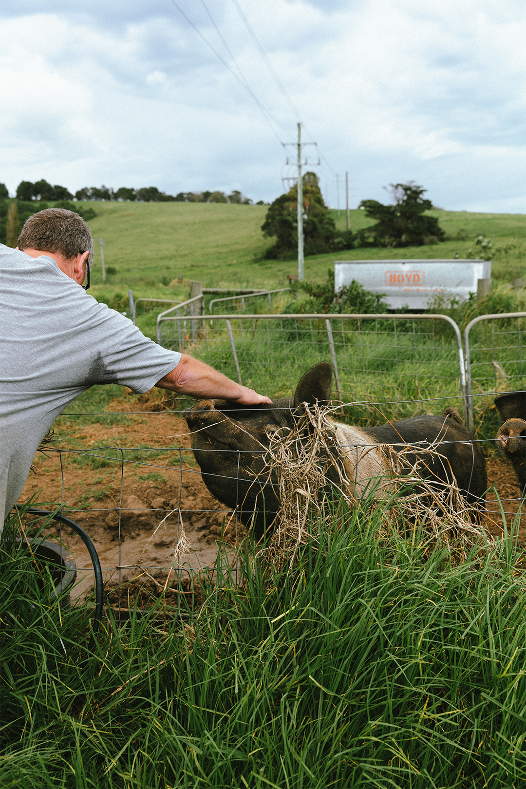 FarmsTable_AlanPiggies.png