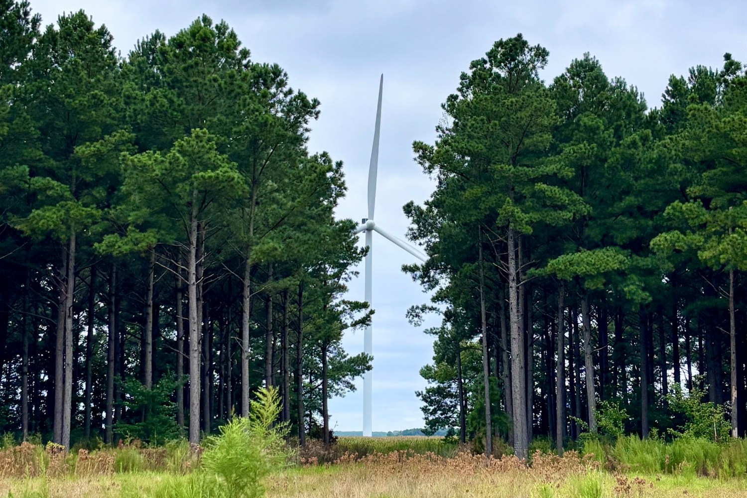 wind turbine visible through trees