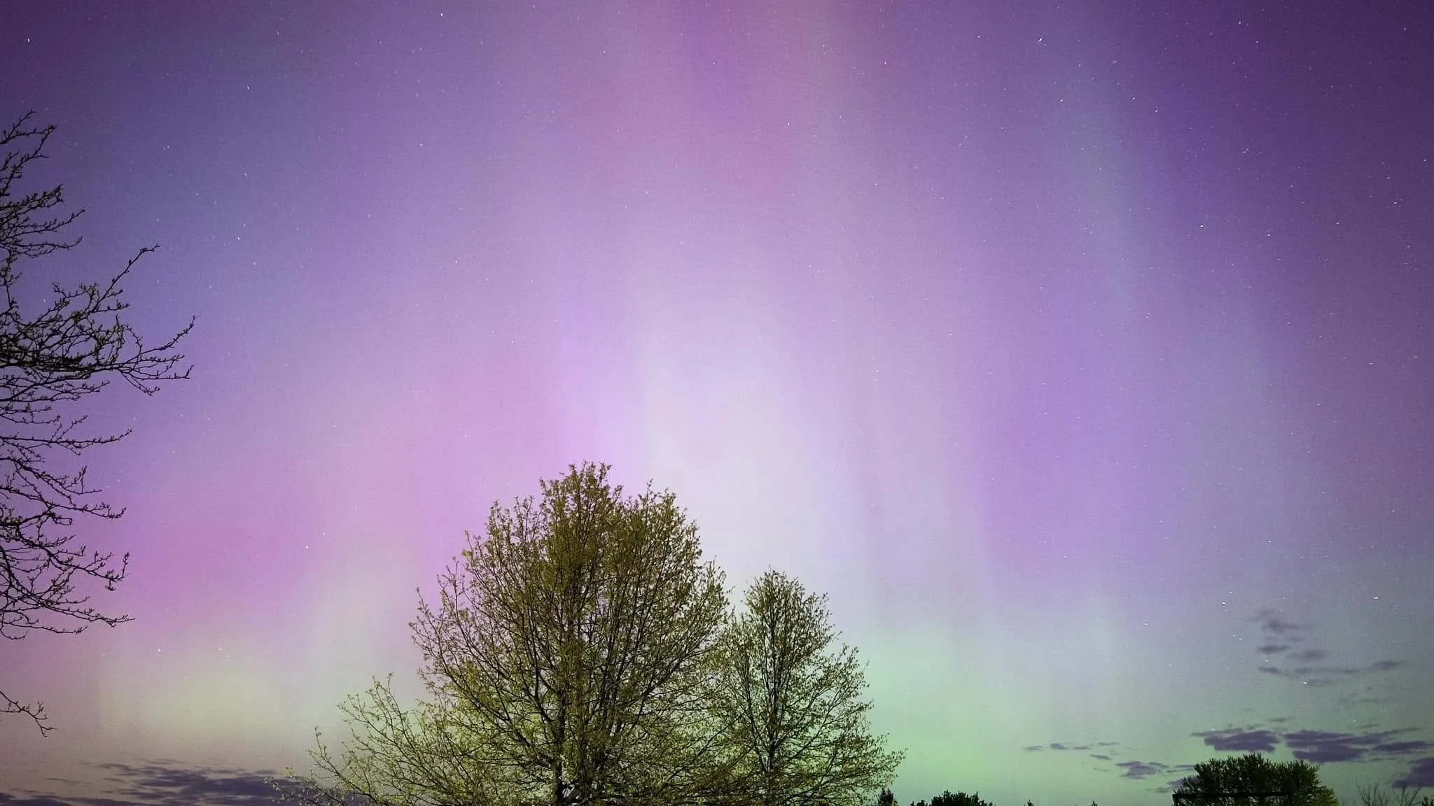 Night sky illuminated with colorful aurora in shades of purple, green, and pink, with silhouetted leafless and leafy trees in the foreground.