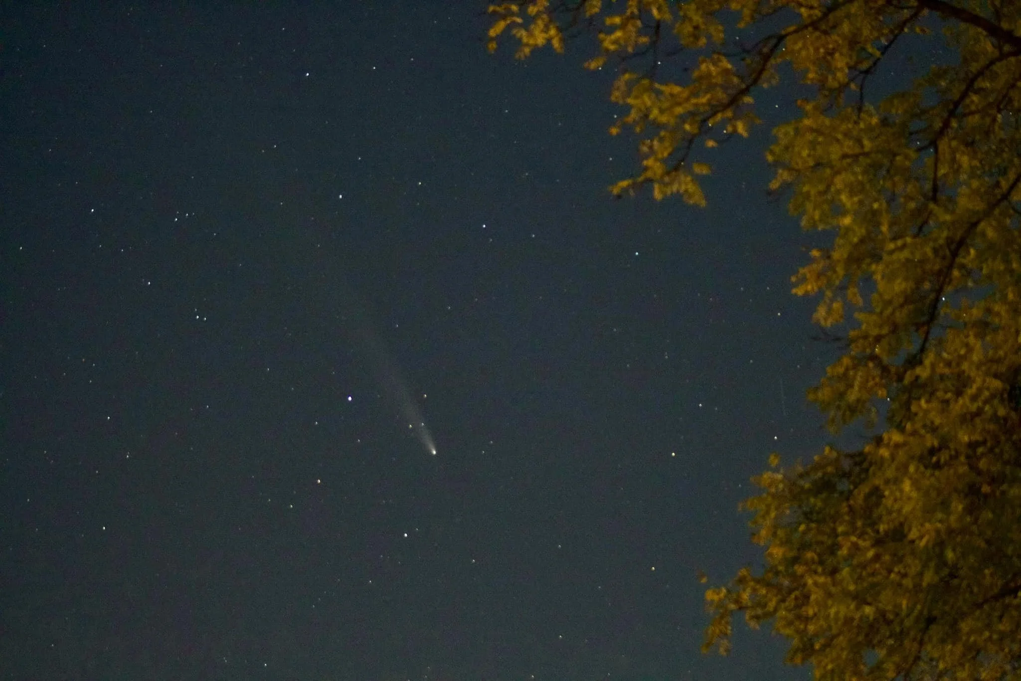 Night sky with stars and a bright comet, partly obscured by the orange leaves of a tree on the right side.