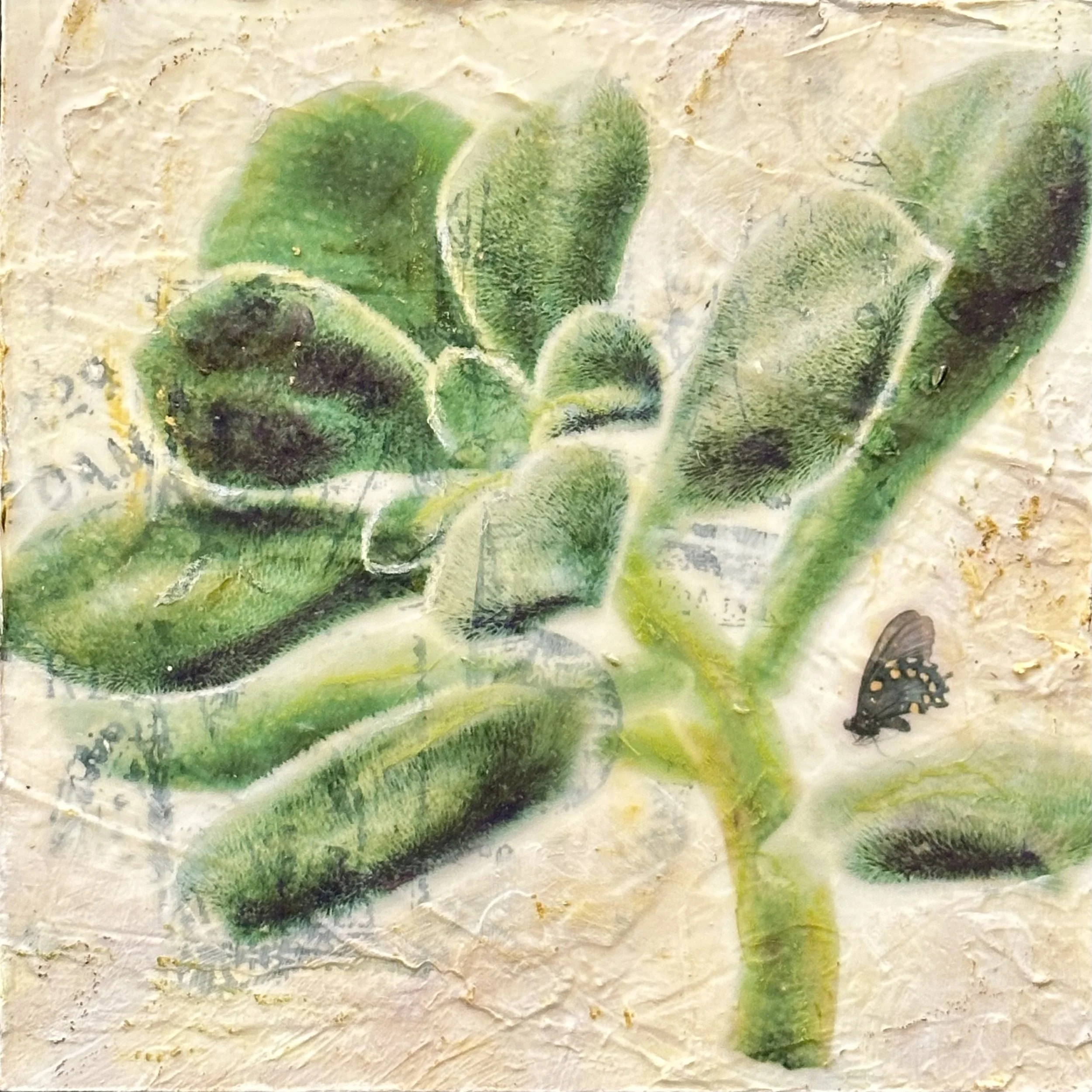 17 White Chenille Plant (Echeveria pulvinata Frosty).jpg