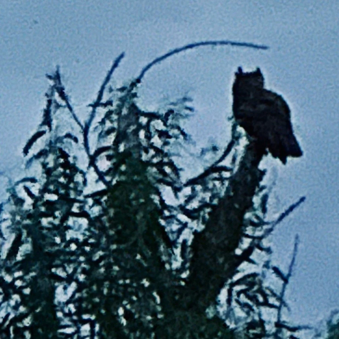Lessons from an Owl