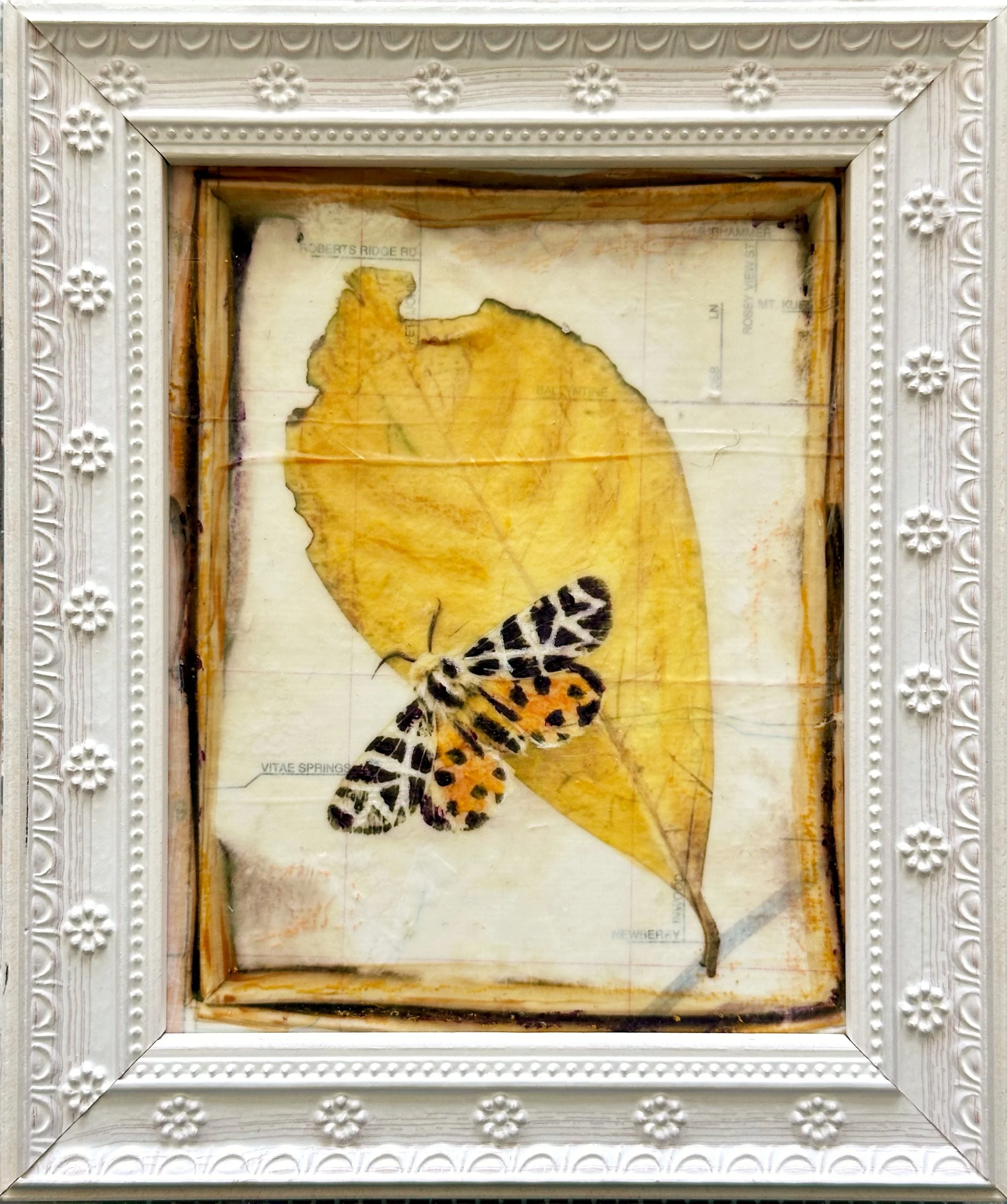 0 Ornate TIger Moth 5x6.JPG
