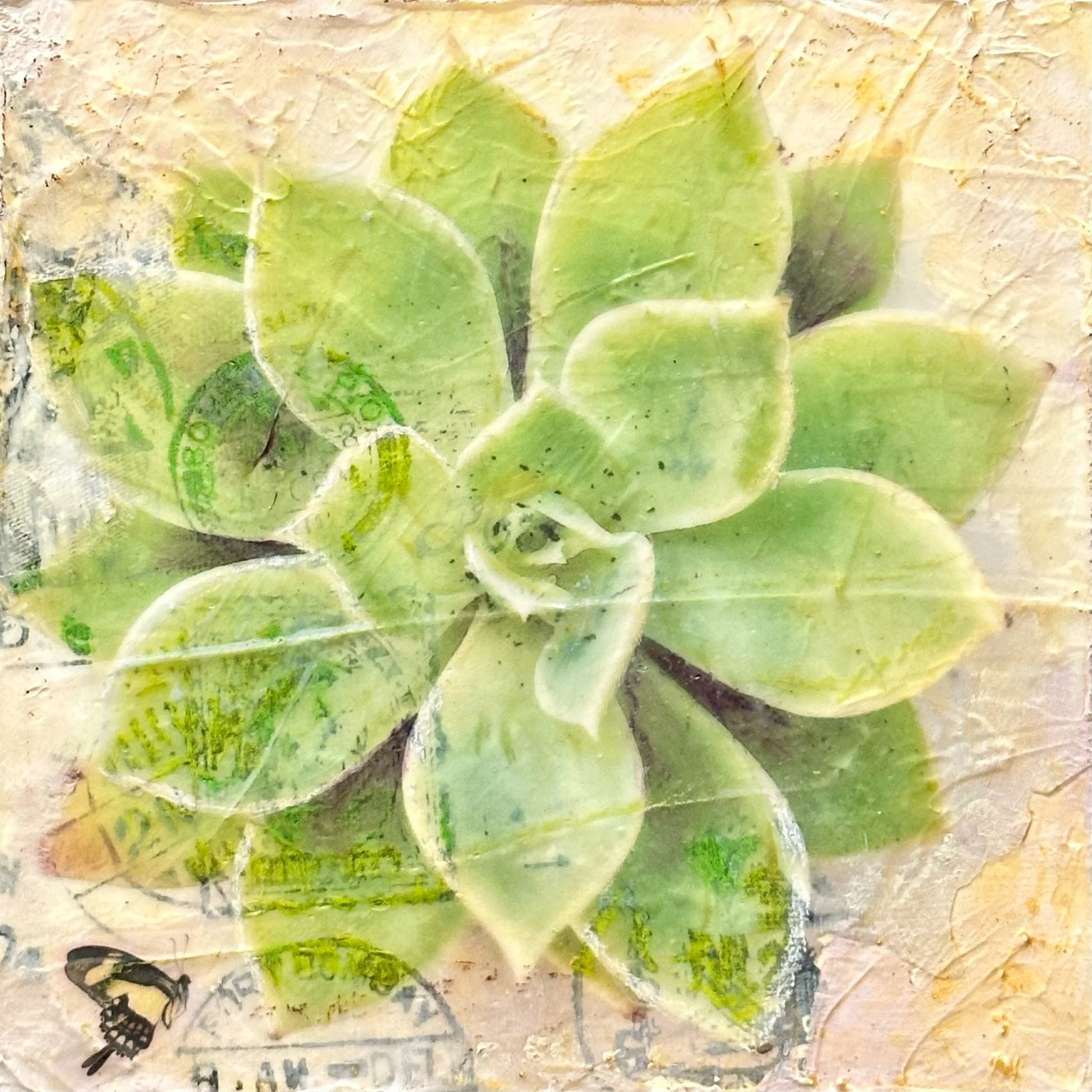 02 Marybell (Echeveria Louise).jpg