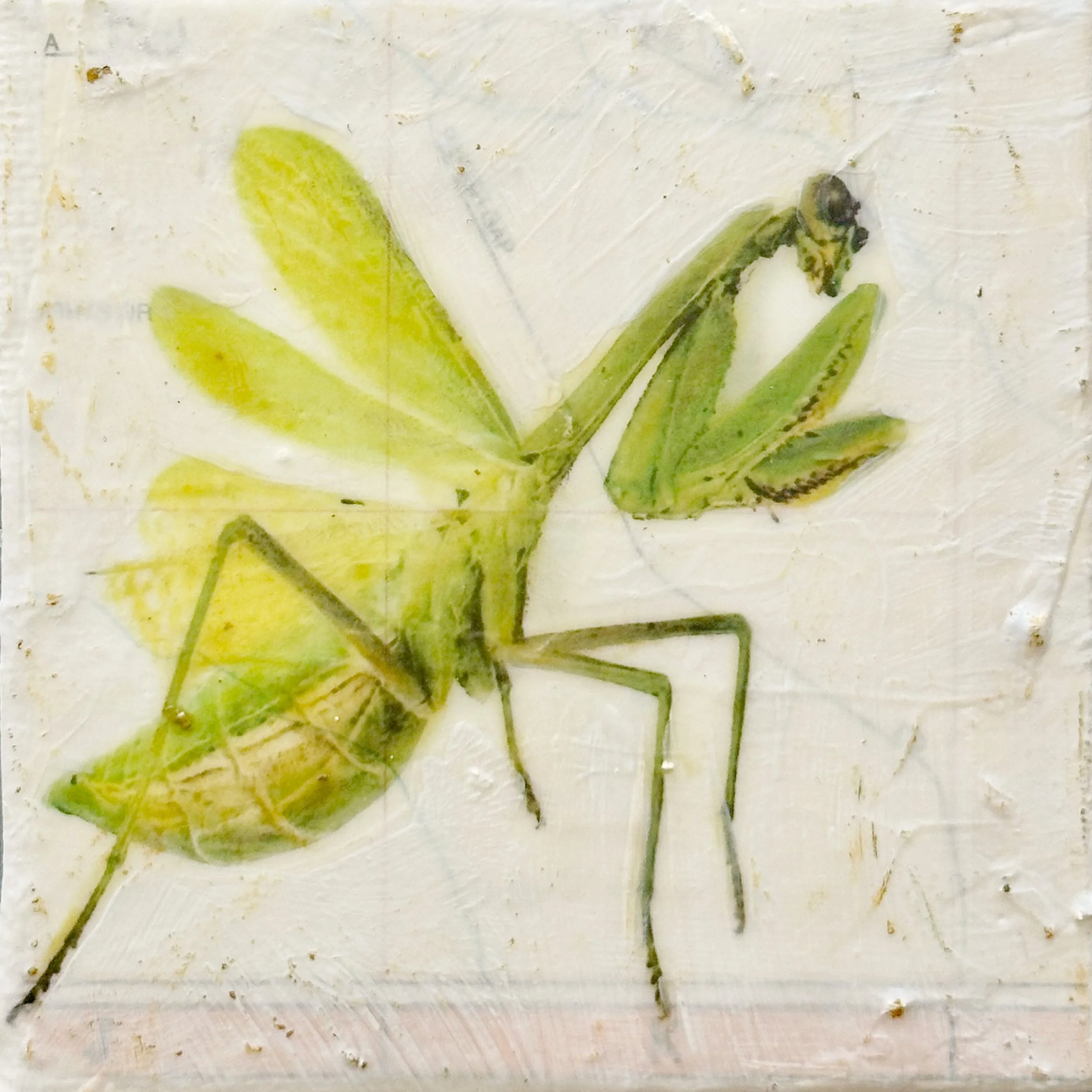 Arizona Mantis 3x3.jpg