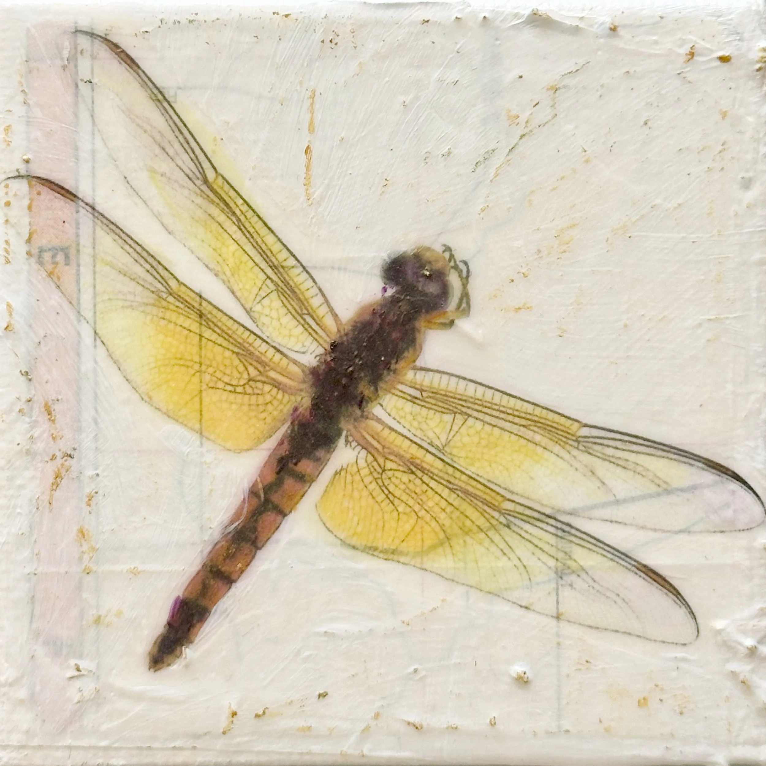 Red Rock Skimmer 3x3.jpg