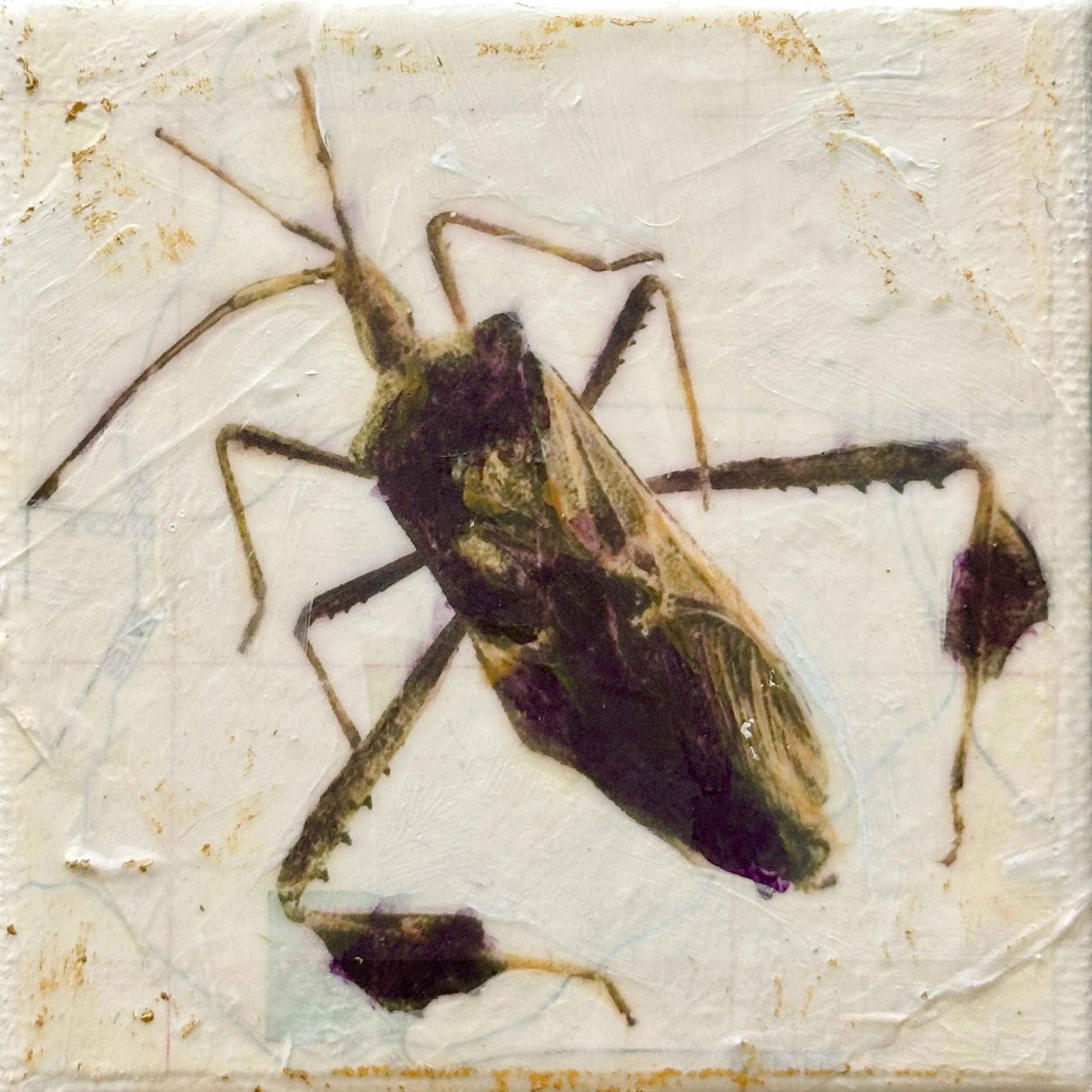 Western Leaf Footed Beetle 3x3.jpg