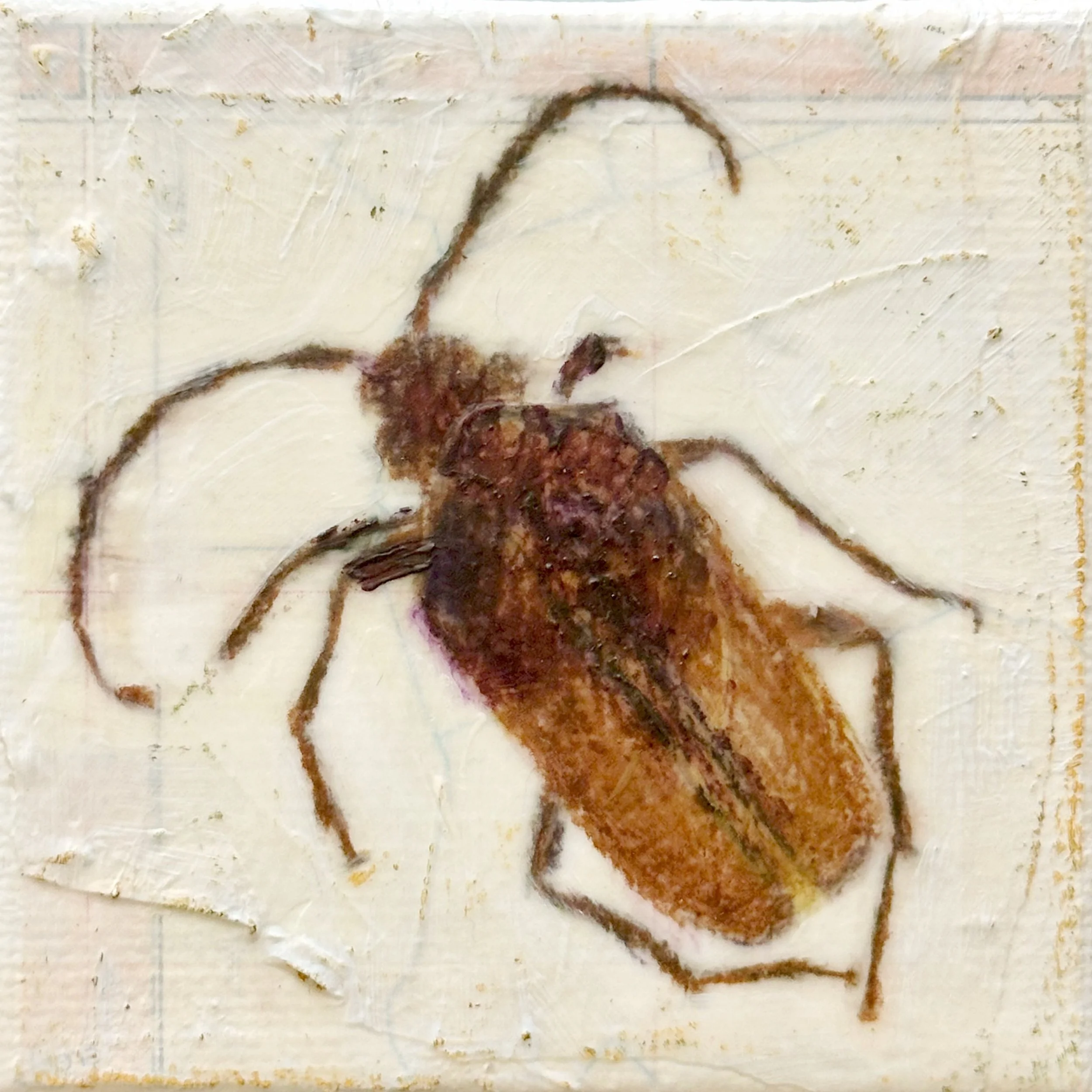 California Root Borer 3x3.jpg