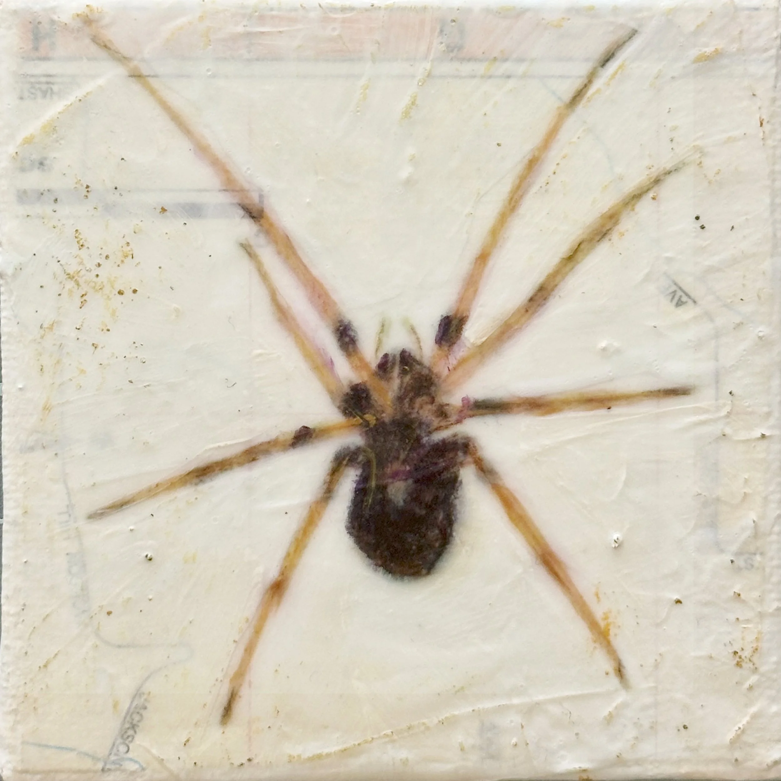 Cupboard Spider.jpg