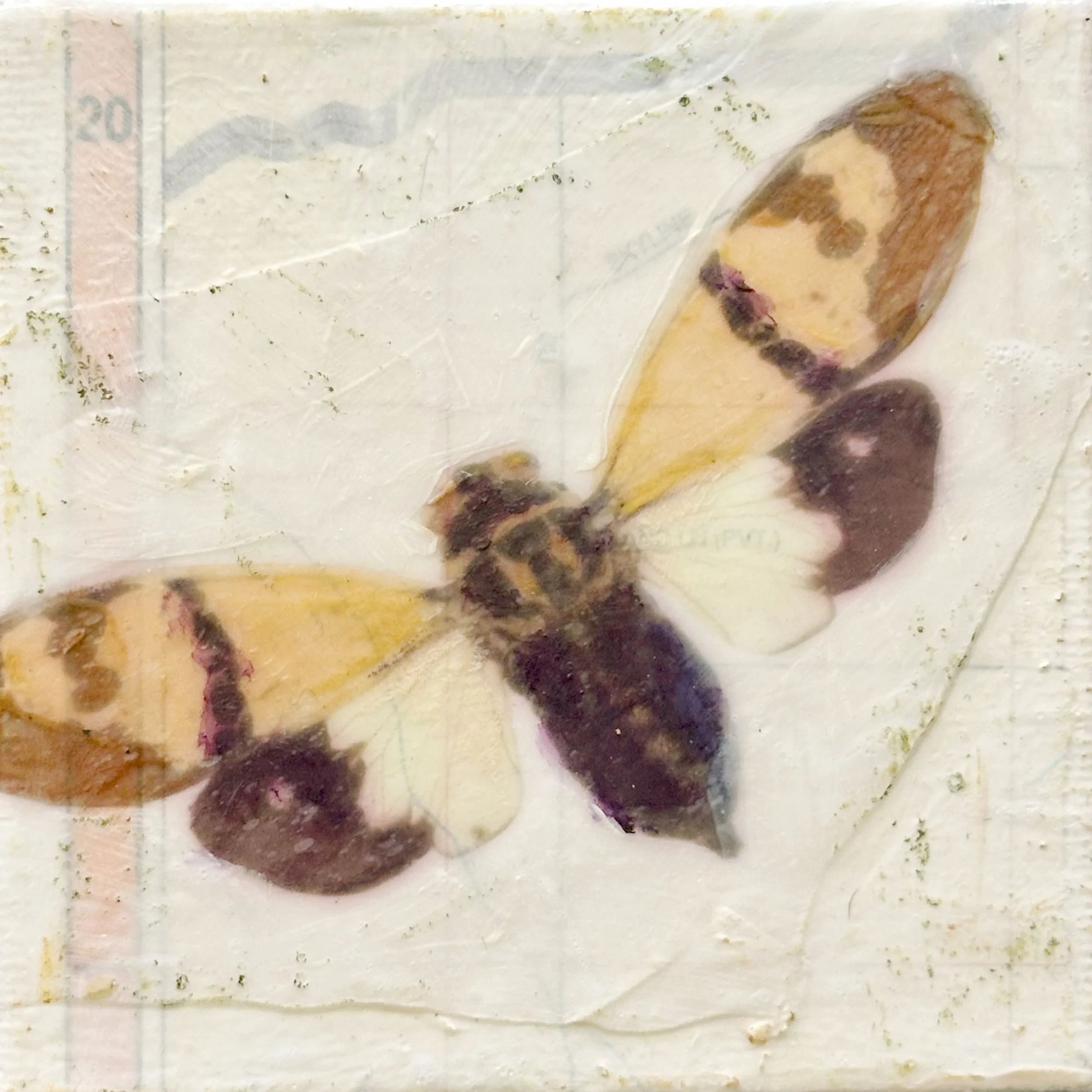 Festiva Cicada 3x3.jpg