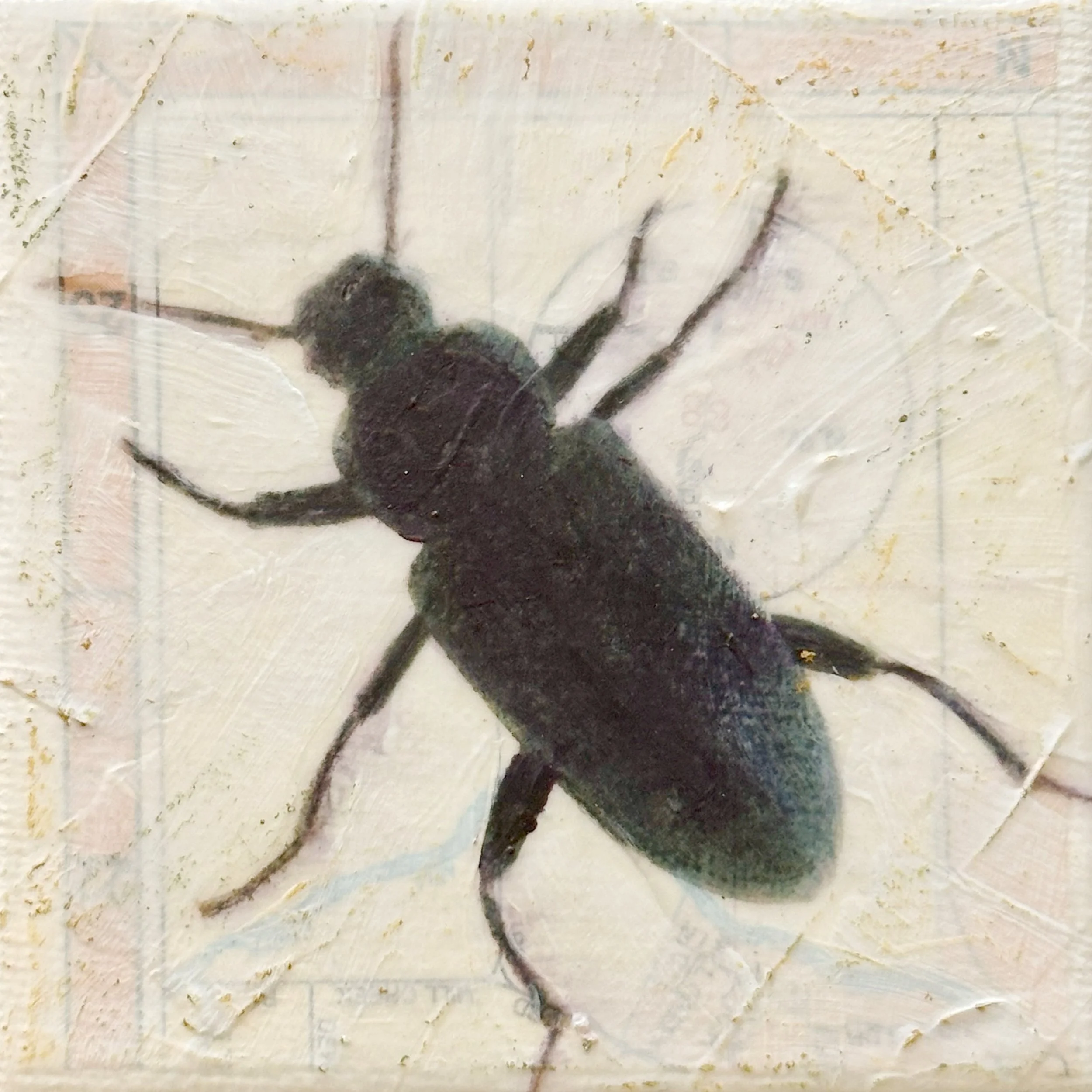 Darkling Beetle 3x3.jpg