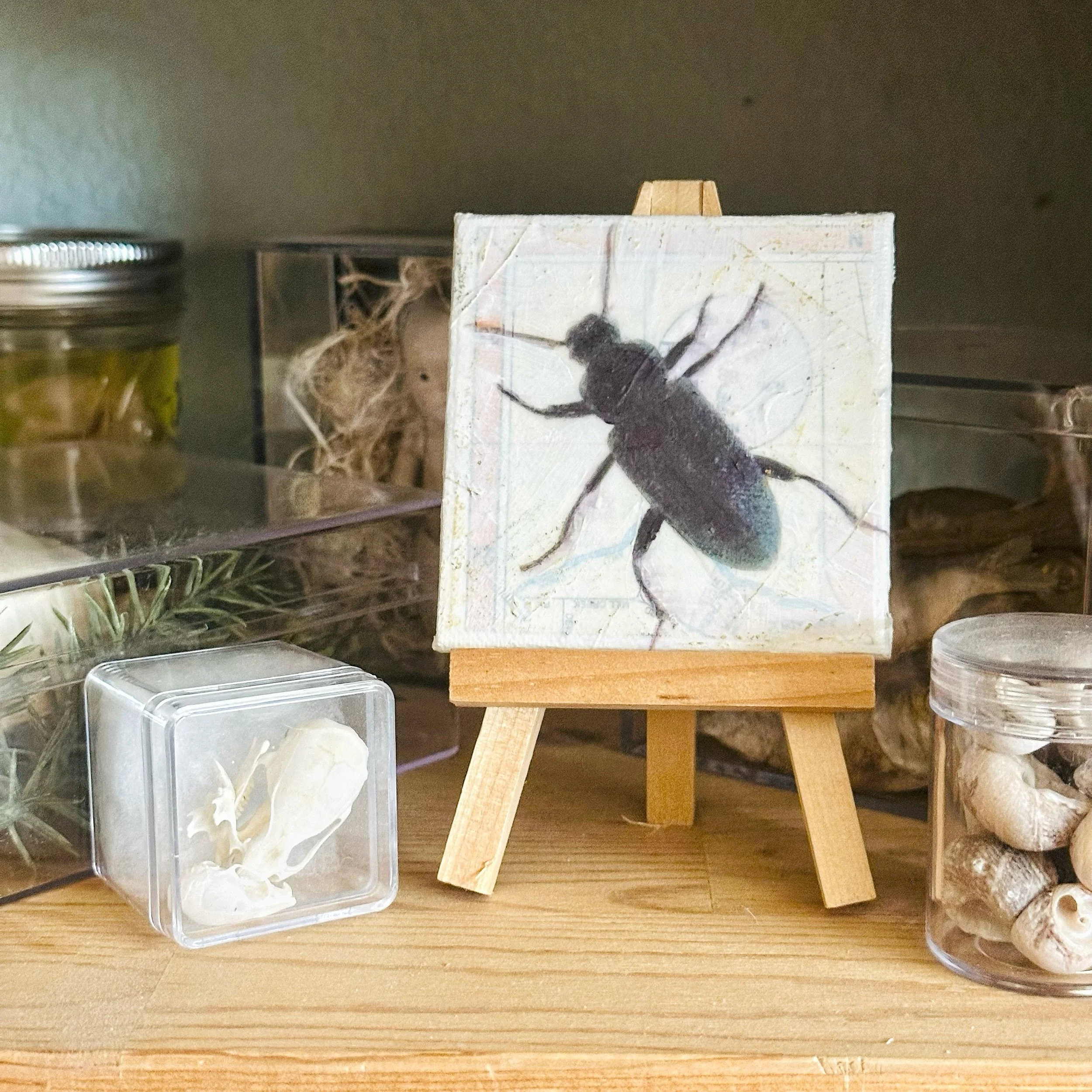 Darkling Beetle on easel.jpg