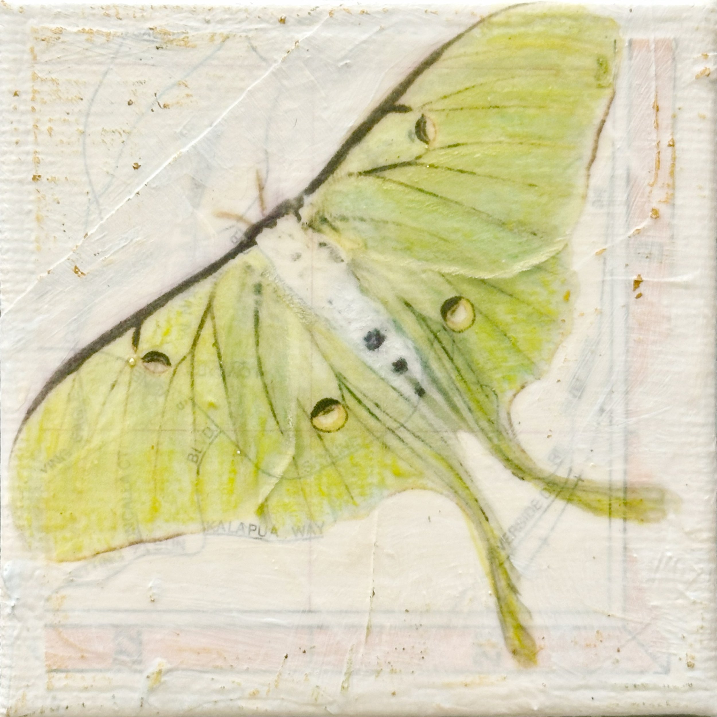 Luna Moth 3x3.jpg