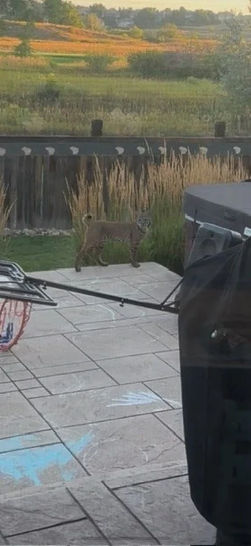 A bobcat in a backyard, illustrating a 'real threat' vs 'perceived threat' in the nervous system.