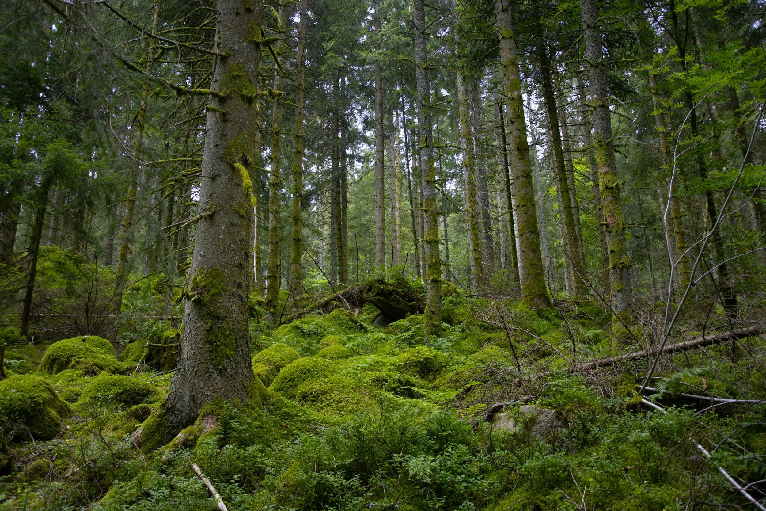 A dense forest with tall moss-covered trees and lush green undergrowth.