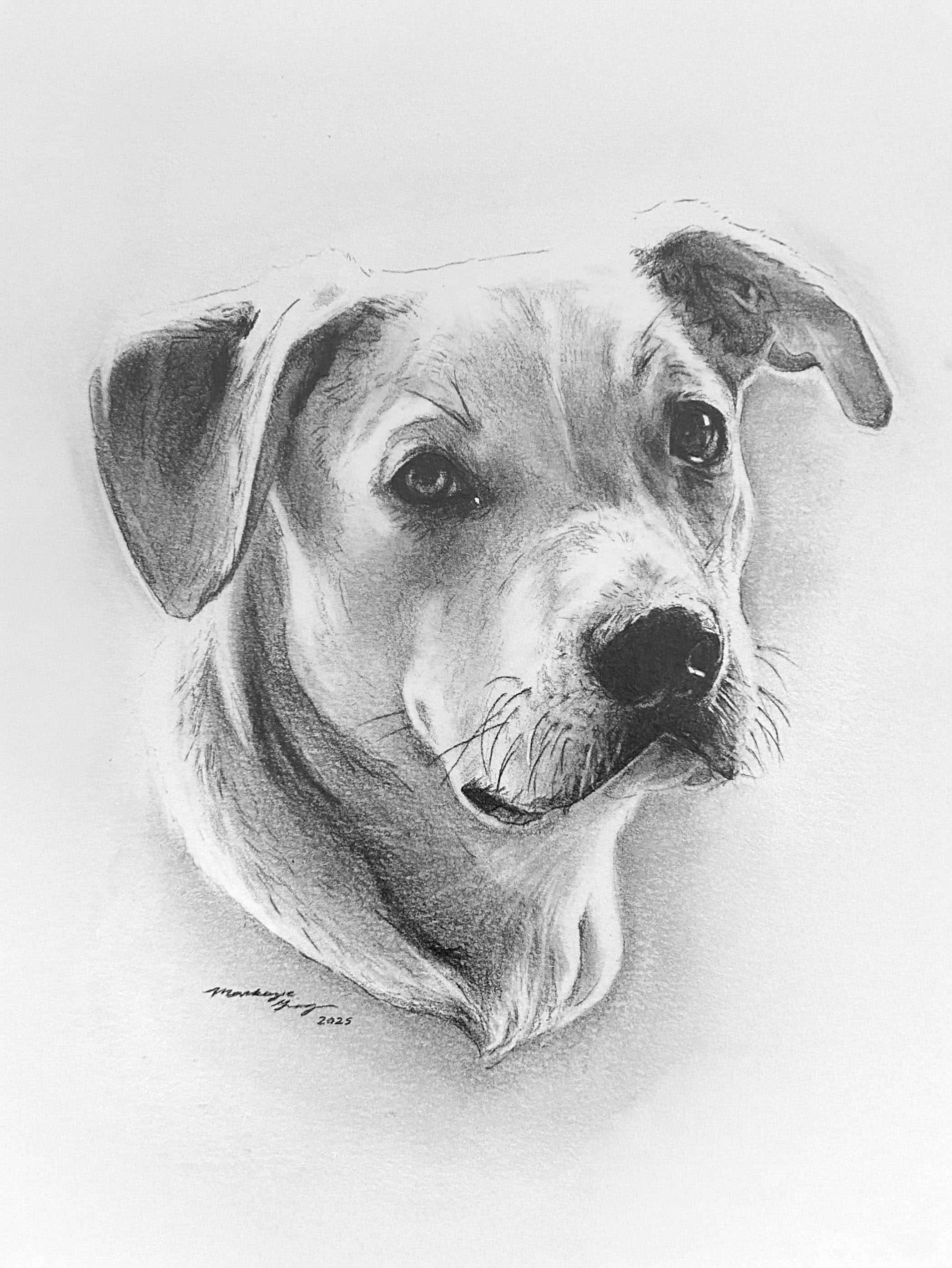 Pet Portraits
