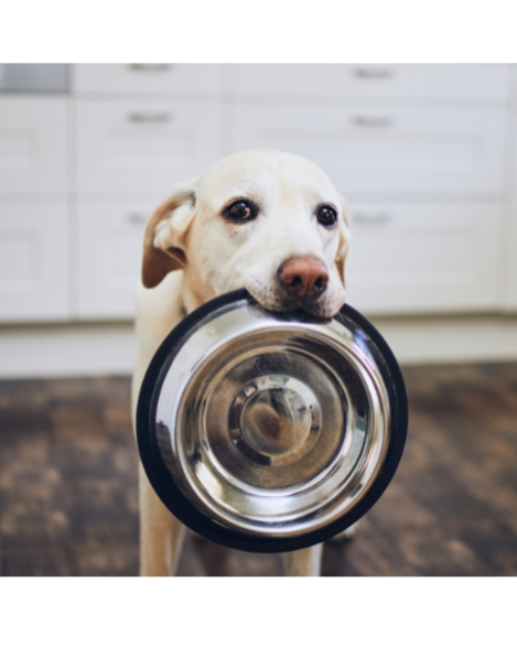 Fueling the Floof: Dog Edition