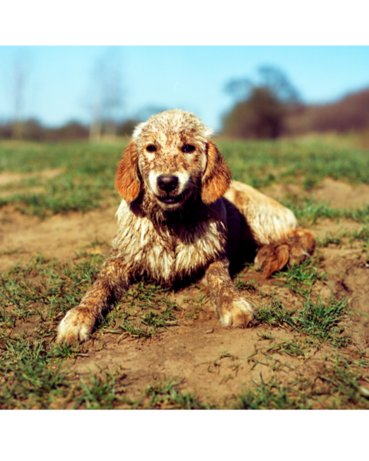 Clean Canines: Shampoo Edition