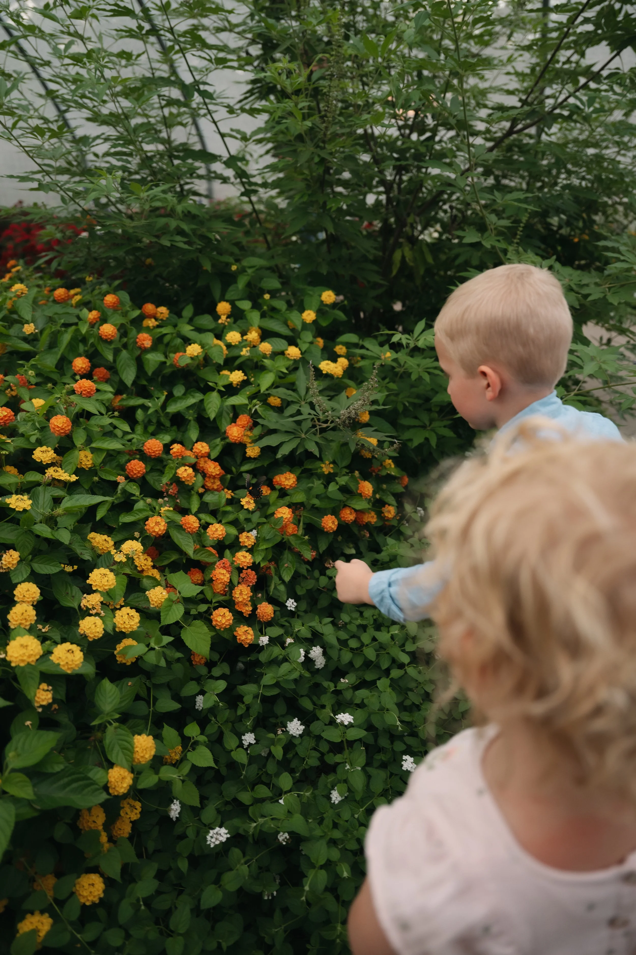 Seaton Family session at Botanica in Wichita, KS