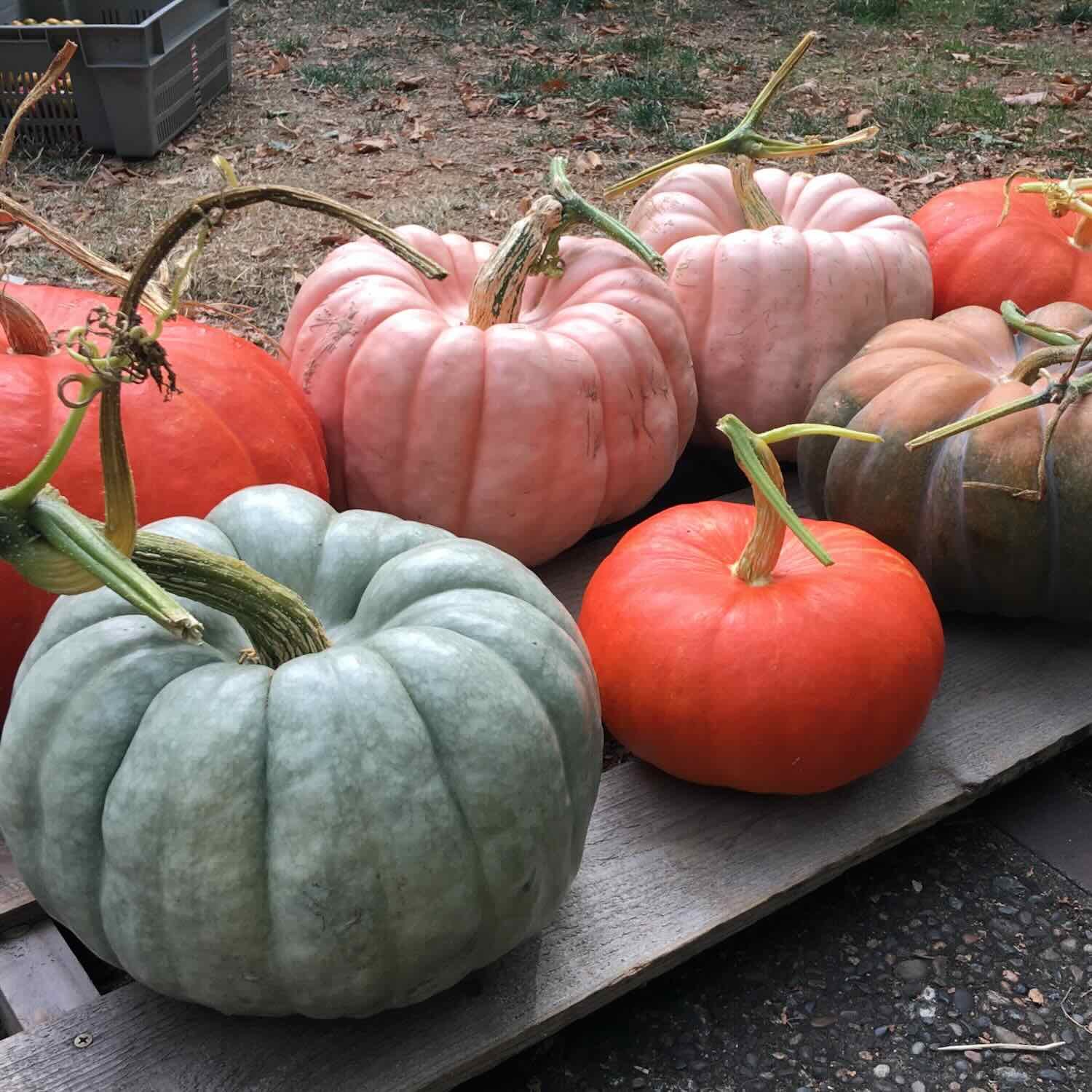 blue-pumpkins.jpeg