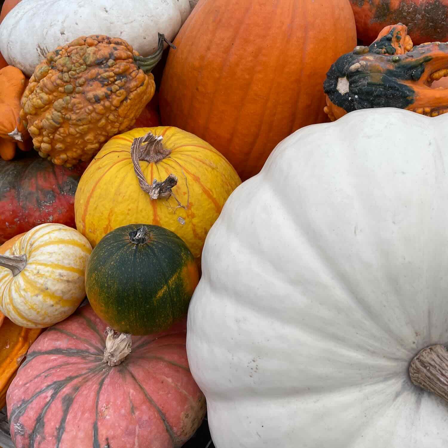 pumpkins2.jpeg