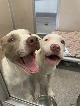 Seattle Humane Organic Social