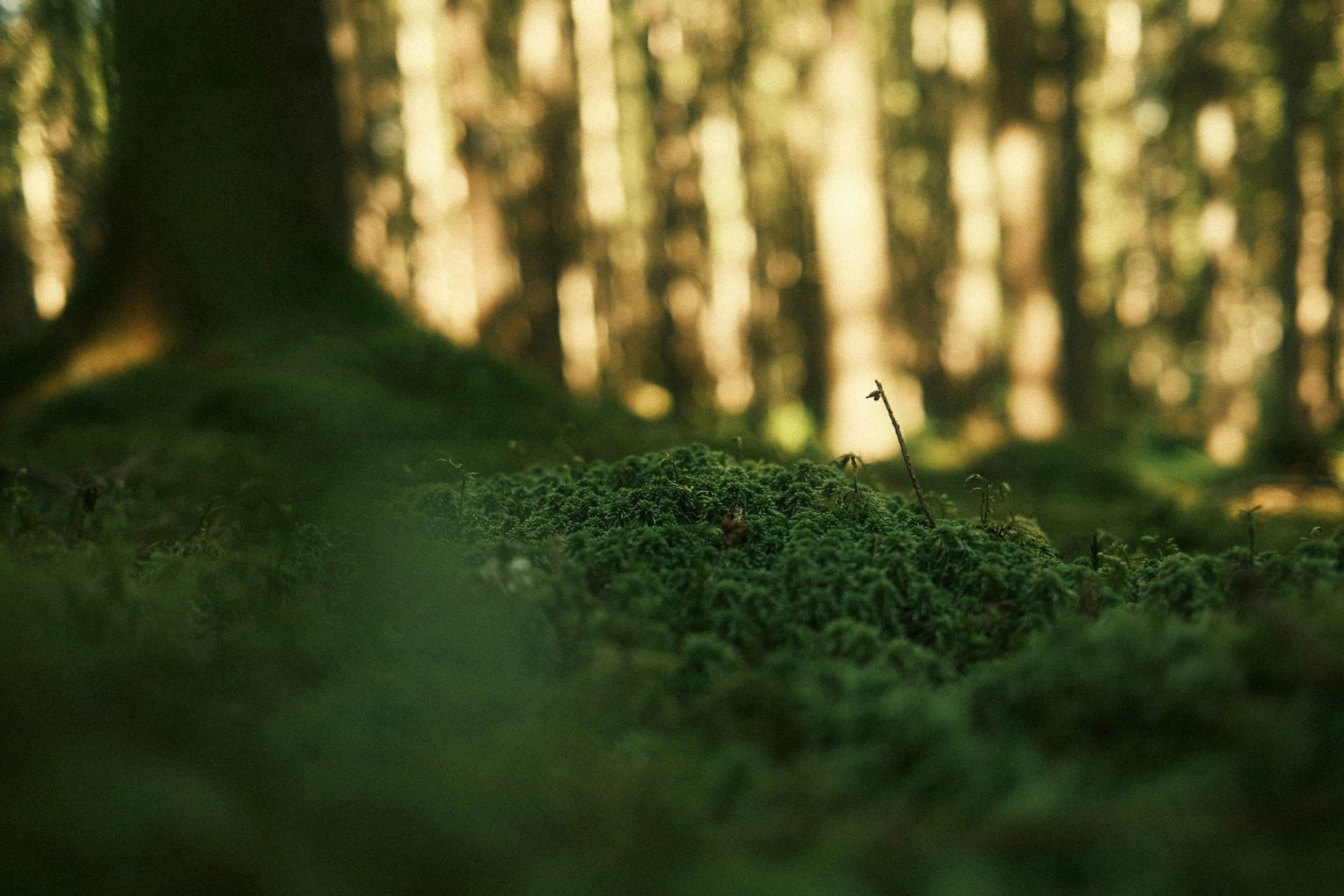 Close-up view of green moss on forest floor with blurred trees in the background.