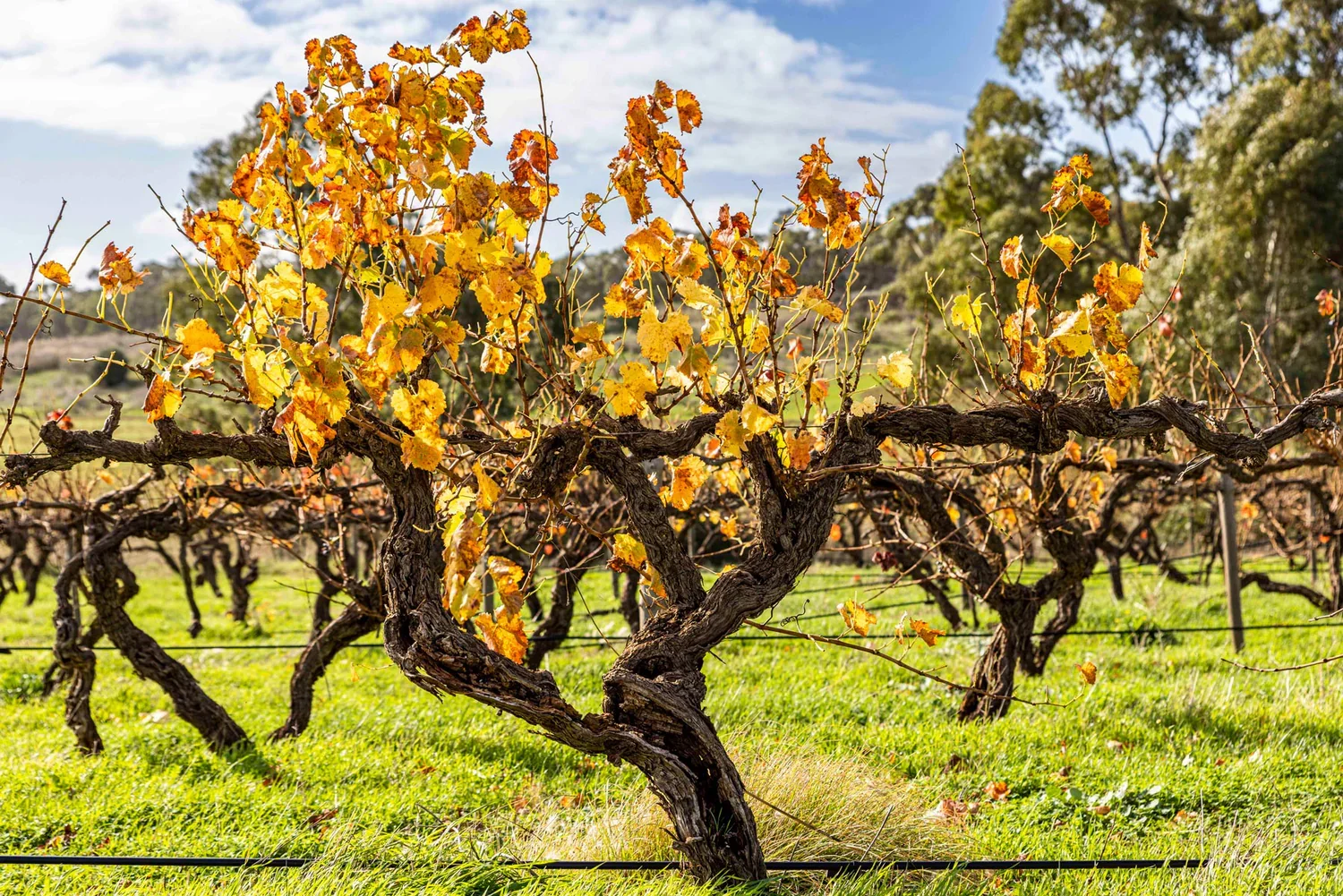 Marananga-old-vine.webp