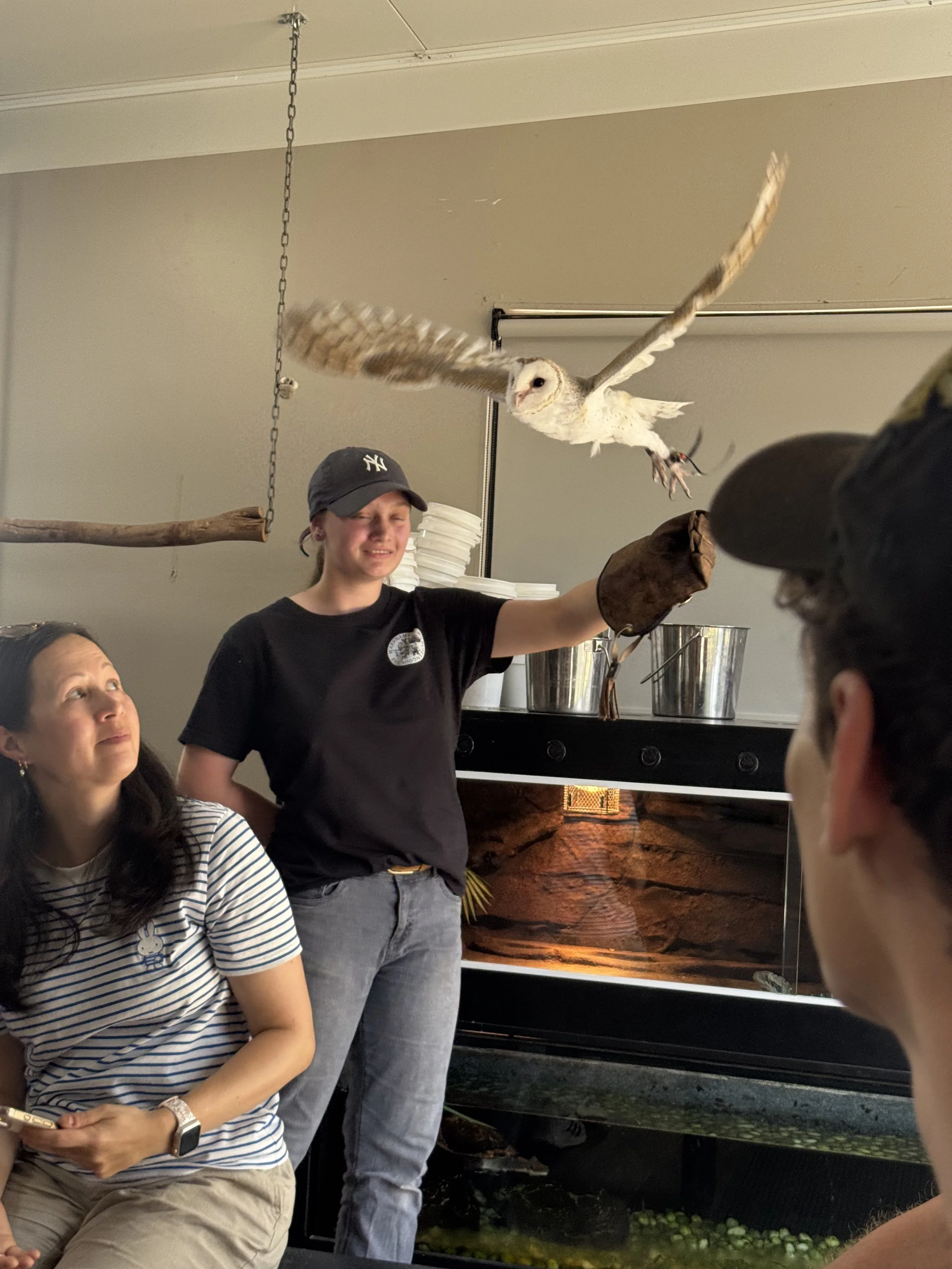 Warrnambool Wildlife Encounters - Owl