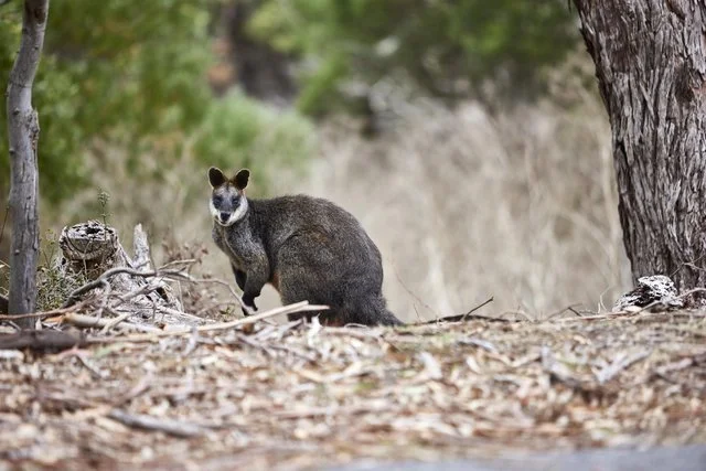 View the native animals roam free including Wallabies, Kangaroos, Koalas and Emus at Tower Hill Wildlife Reserve.