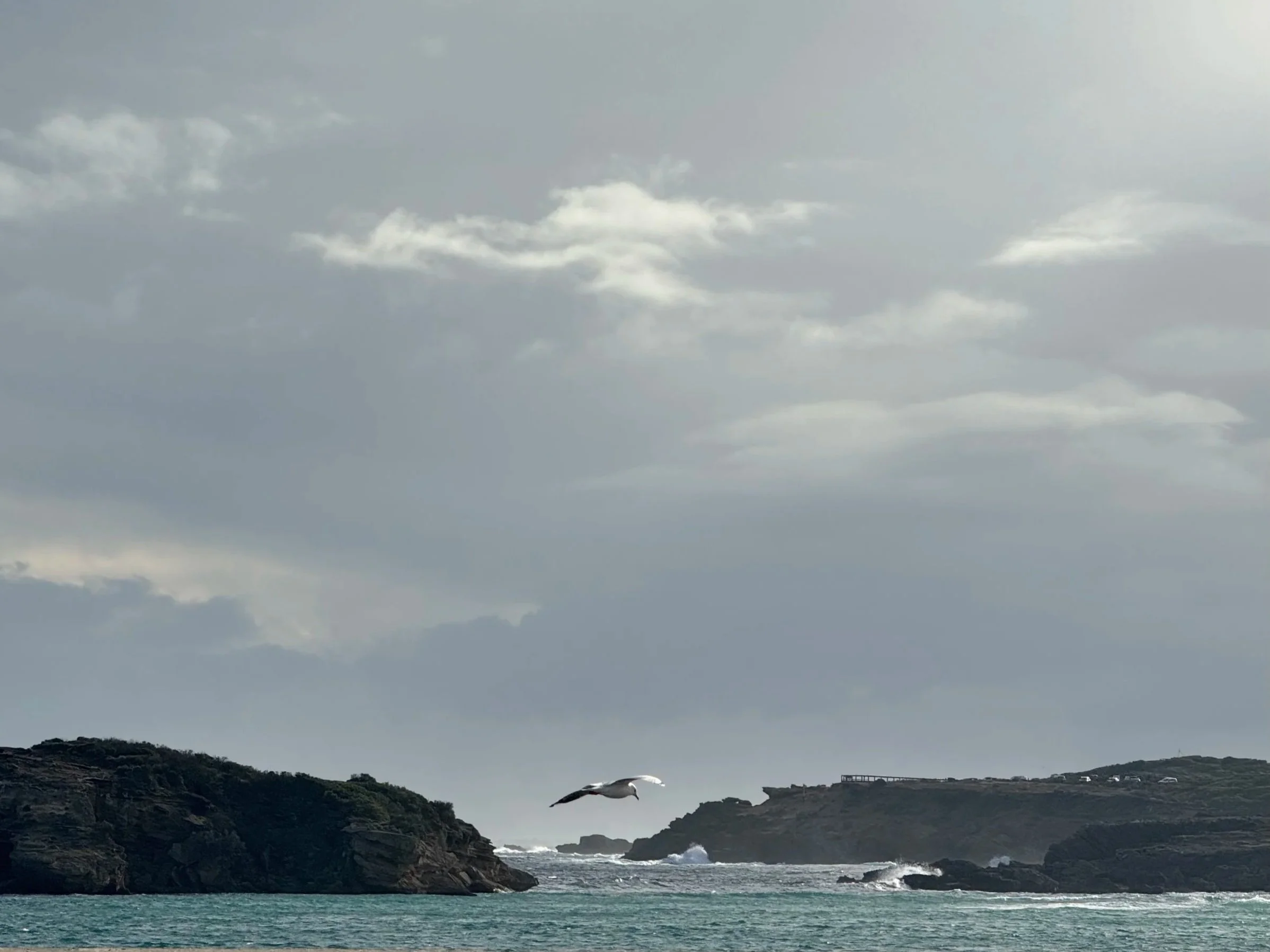 The rugged outlook at Stingray Bay in Warrnambool looking towards Thunder Point with seagulls flying.
