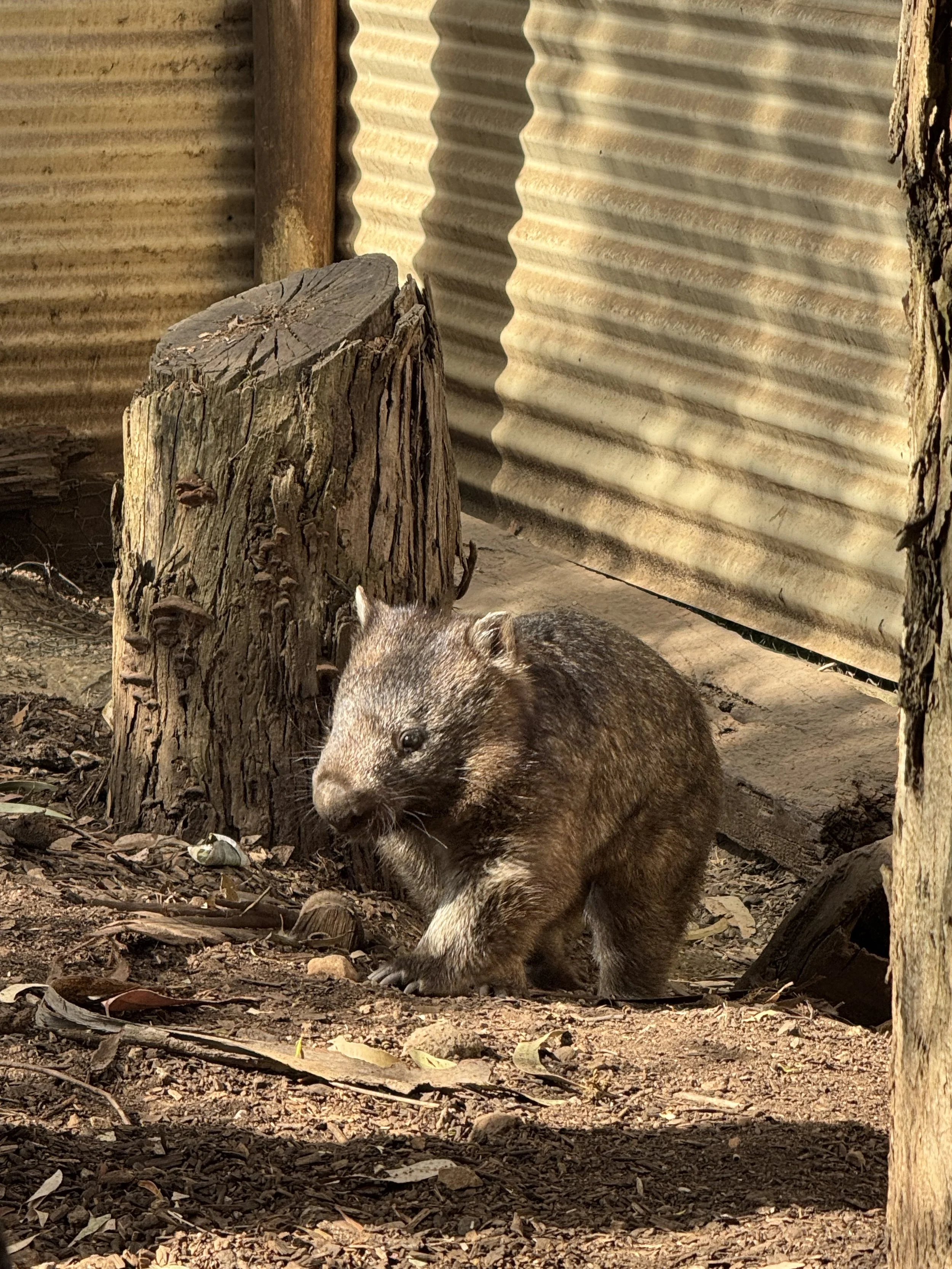 Warrnambool Wildlife Encounters - Wombat enclosure