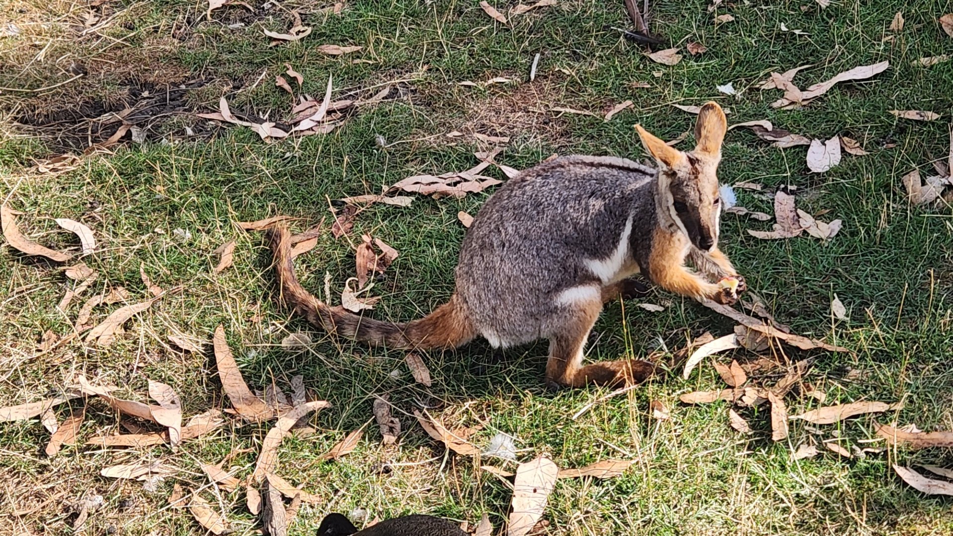 Warrnambool Wildlife Encounters - Squirrel glider