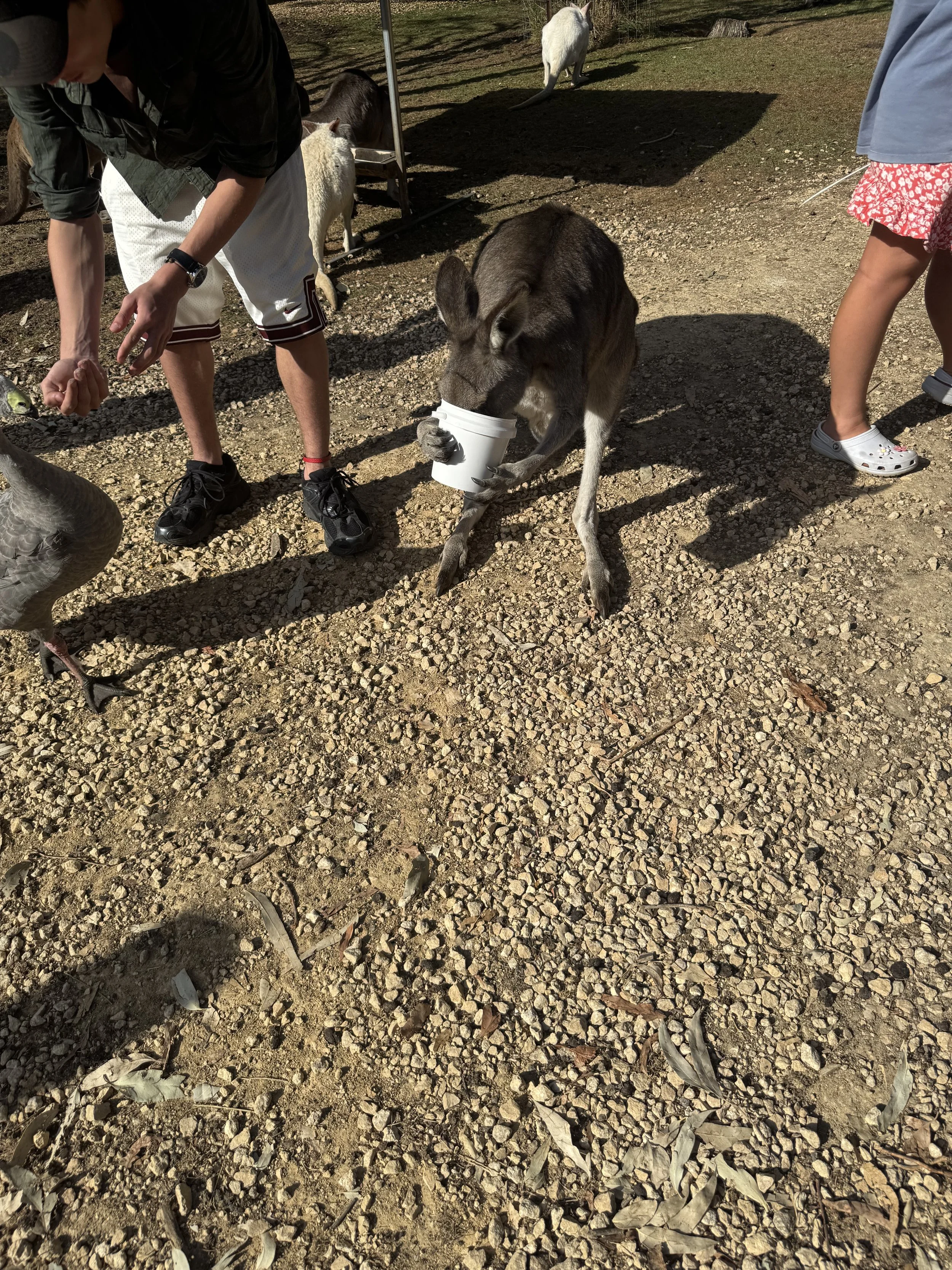 Warrnambool Wildlife Encounters - kangaroo with feed
