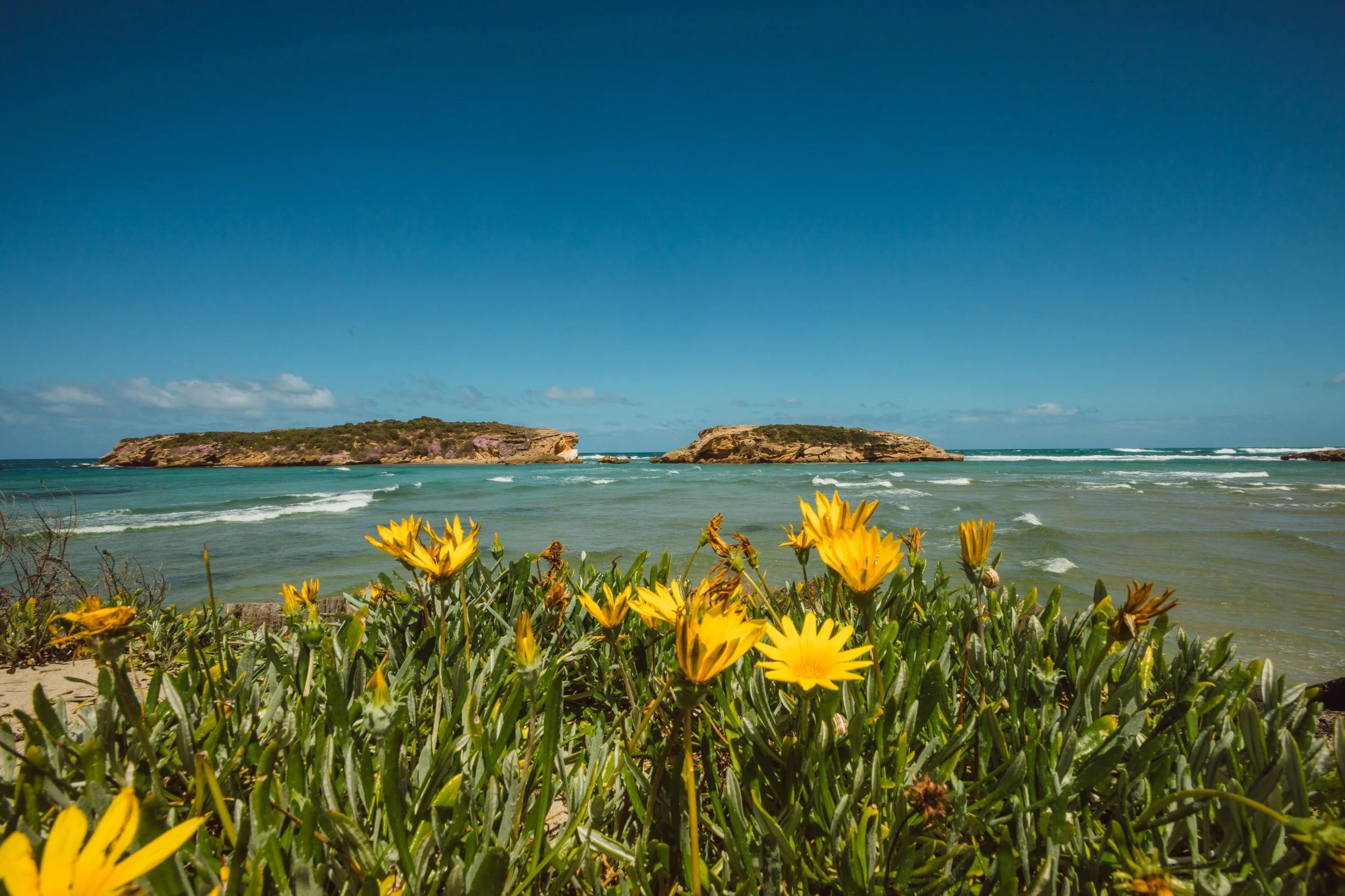 Middle Island Warrnambool with flowers