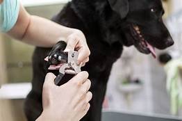Why is Nail Care Essential for Your Pets?