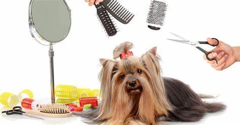 Luxury Pet Grooming: Is It Worth It? Here’s What You Need to Know