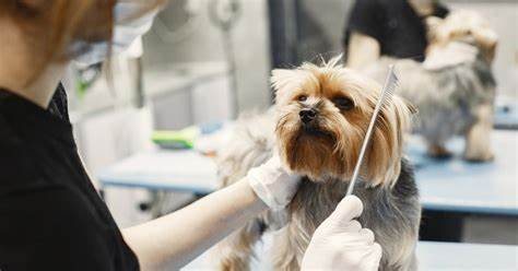 Do Pets Enjoy Grooming? Understanding Their Reactions & Behaviors