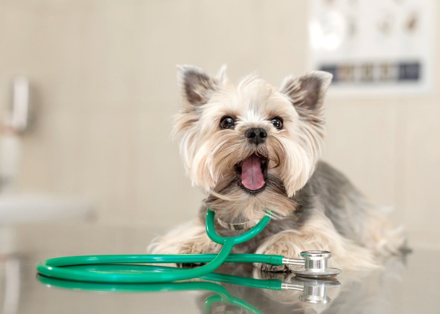 Pet Grooming as Preventative Care: How It Helps Catch Health Issues Early Pet Salon & Experience