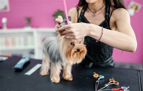 What to Look for When Choosing the Best Grooming Salon for Your Pet Pet Beauty & Fashion